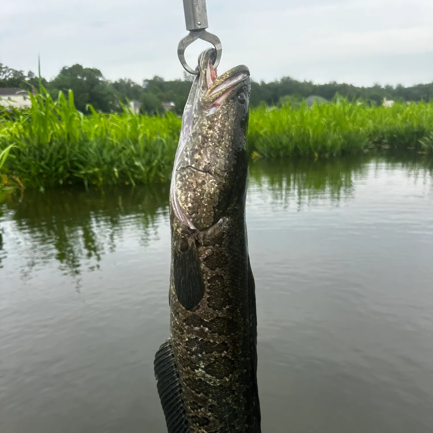 catch
