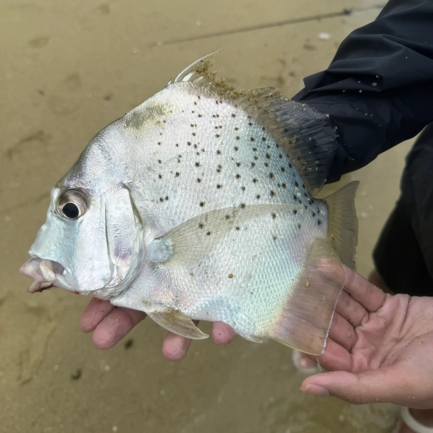 Spotted sicklefish caught on Fishbrain