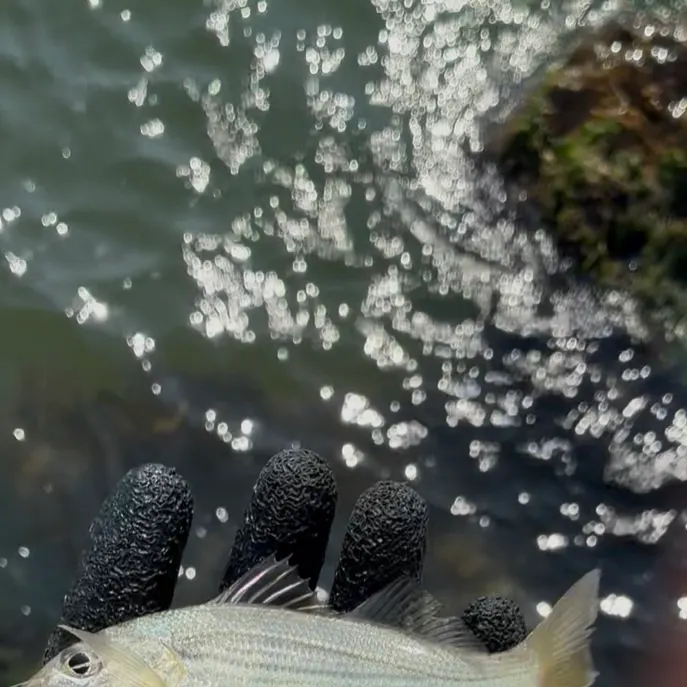 The most recent Tomtate grunt catches on Fishbrain