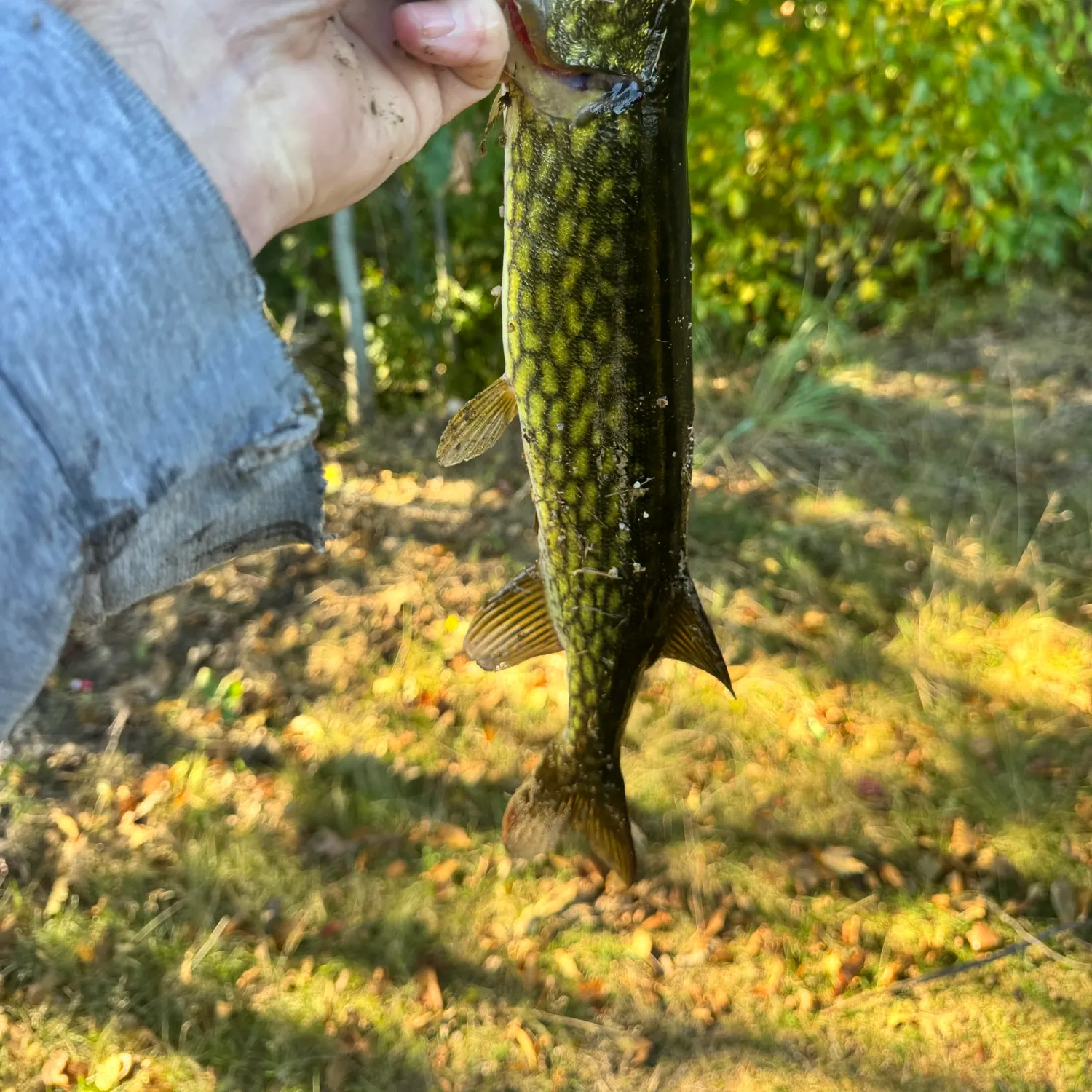 Chain pickerel caught on Fishbrain