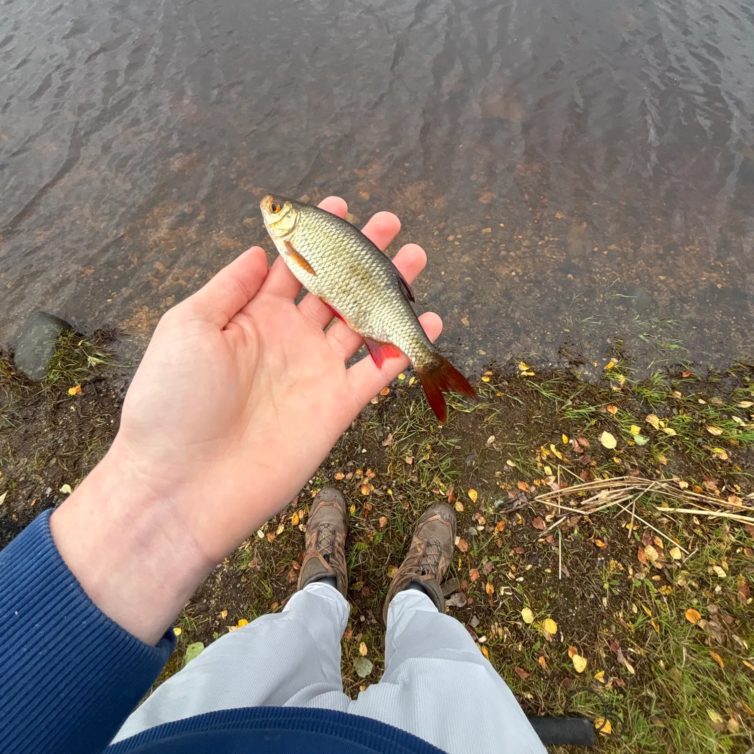 Common rudd caught on Fishbrain