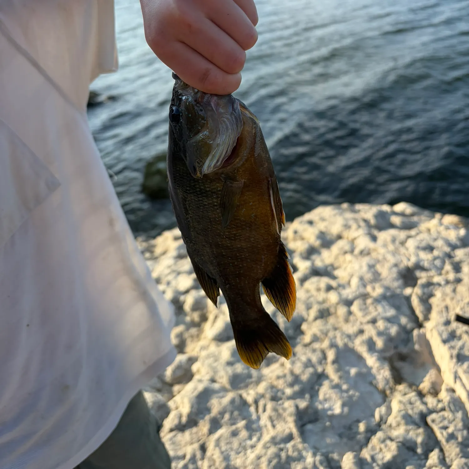 Green sunfish caught on Fishbrain