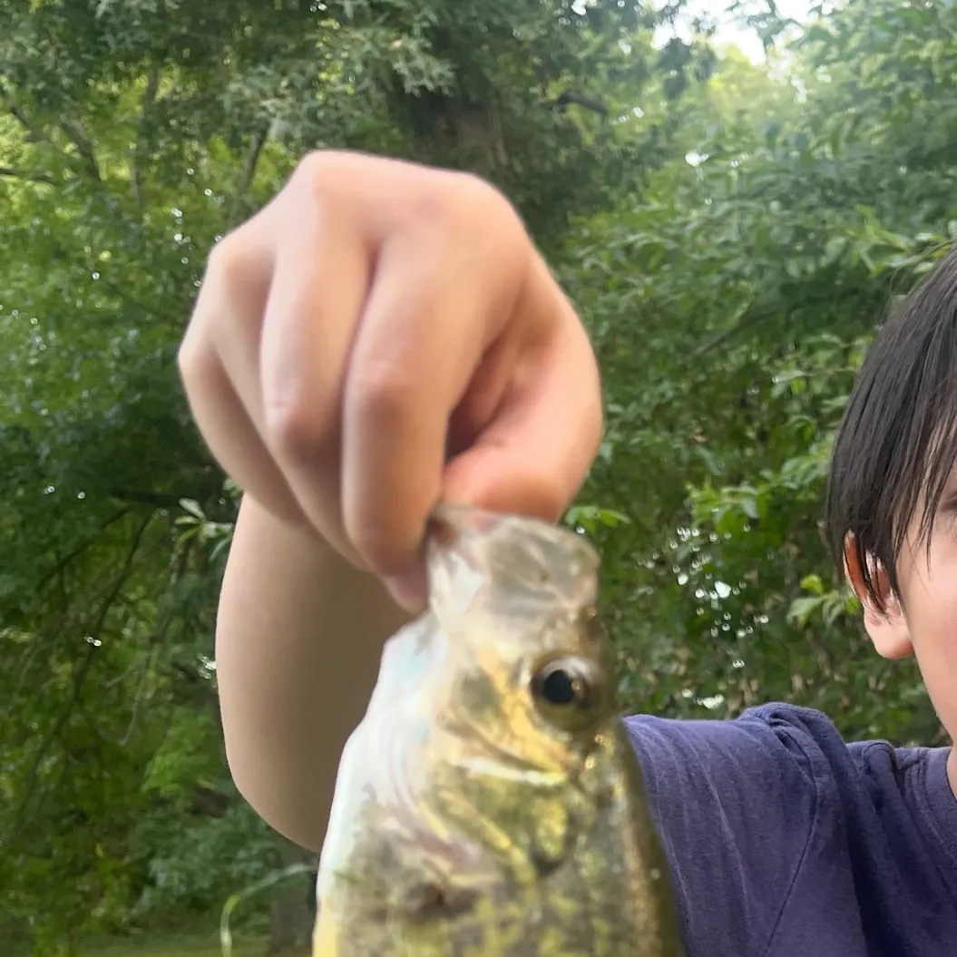Black crappie caught on Fishbrain
