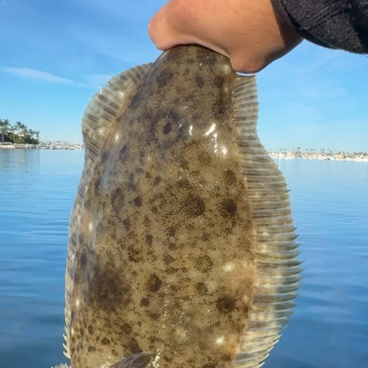 The most recent California halibut catches on Fishbrain