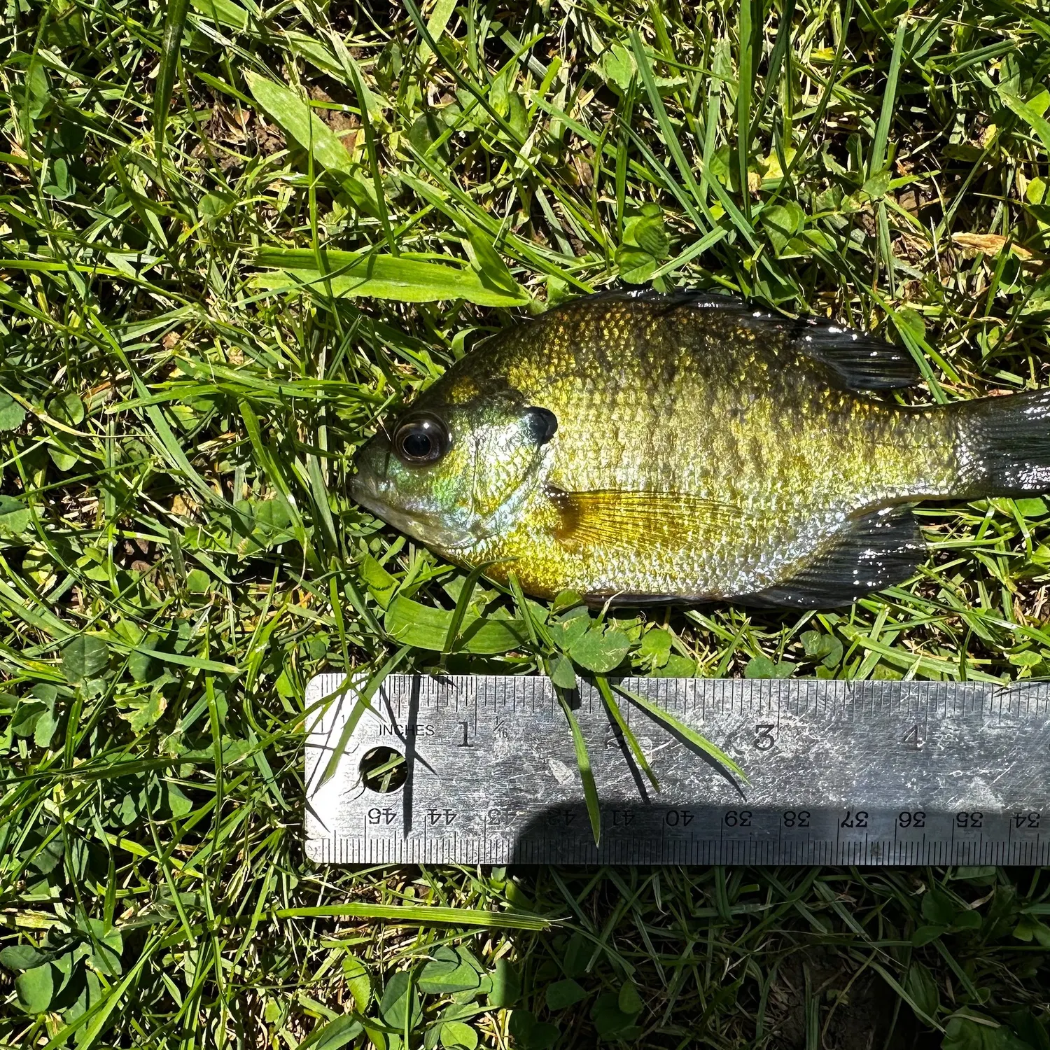 Bluegill caught on Fishbrain