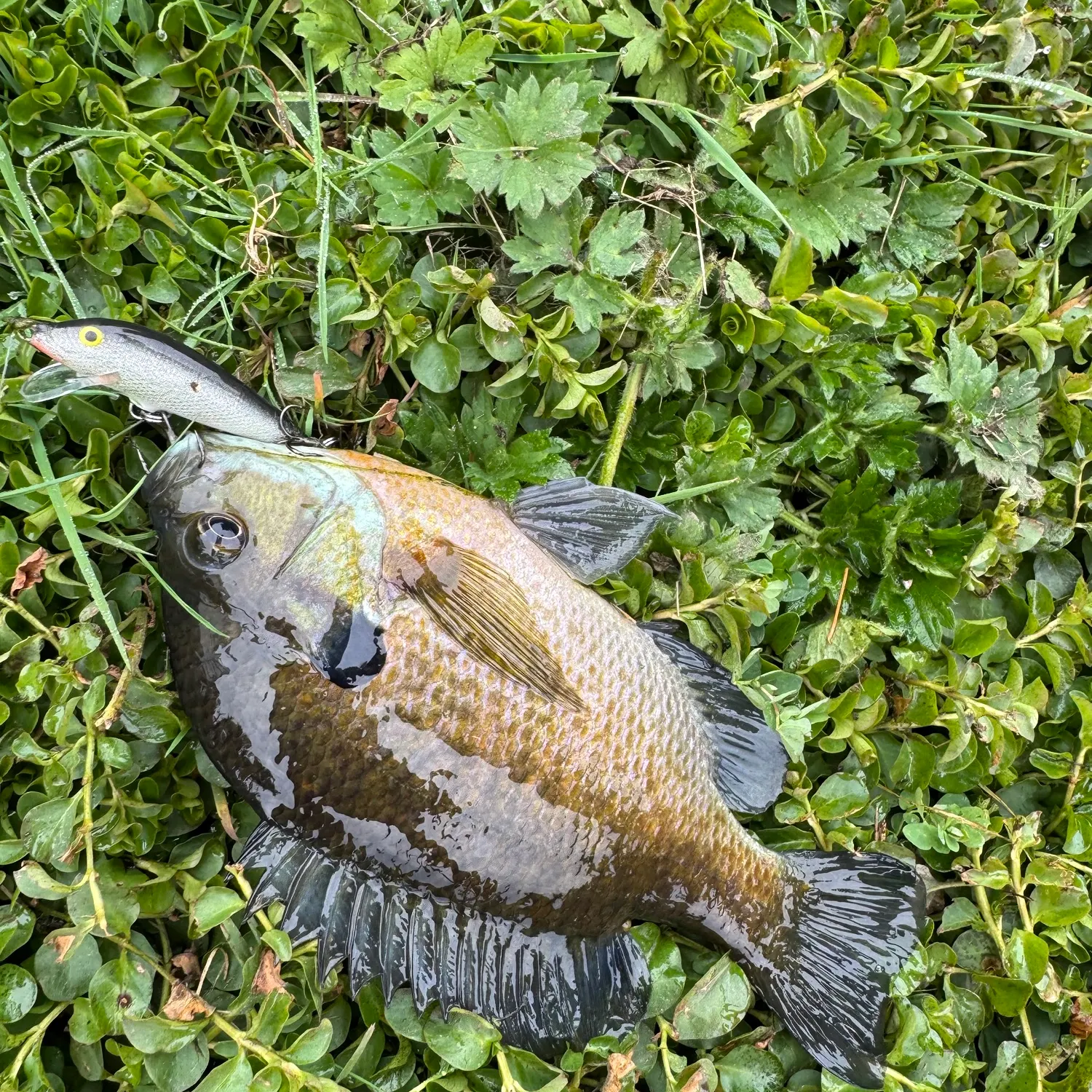 Bluegill caught on Fishbrain