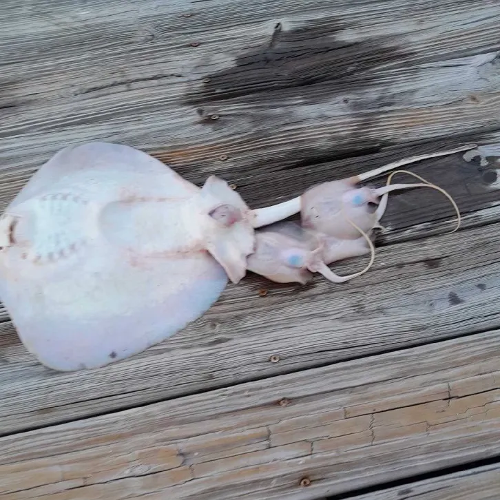 The most recent Southern stingray catches on Fishbrain