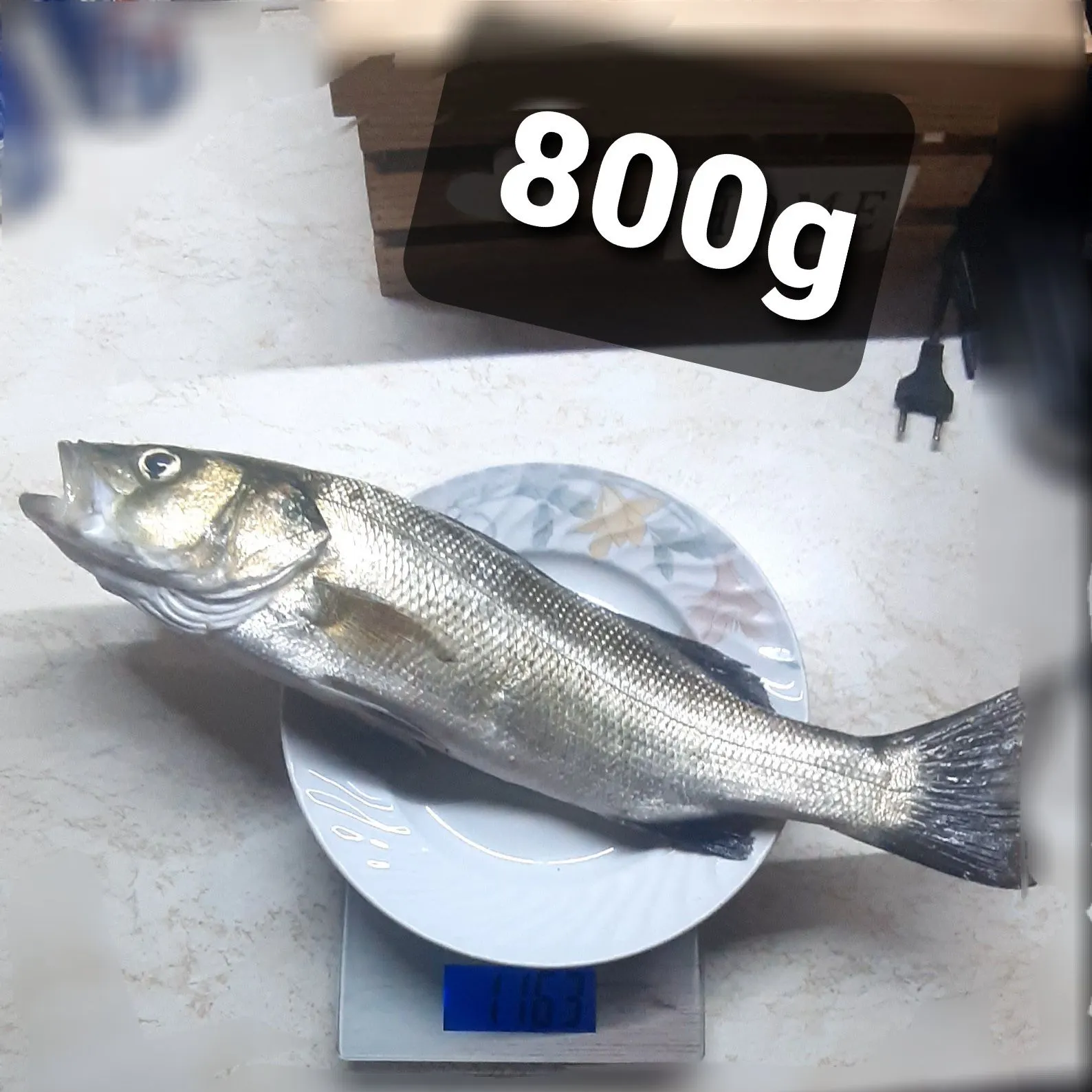 European seabass caught on Fishbrain