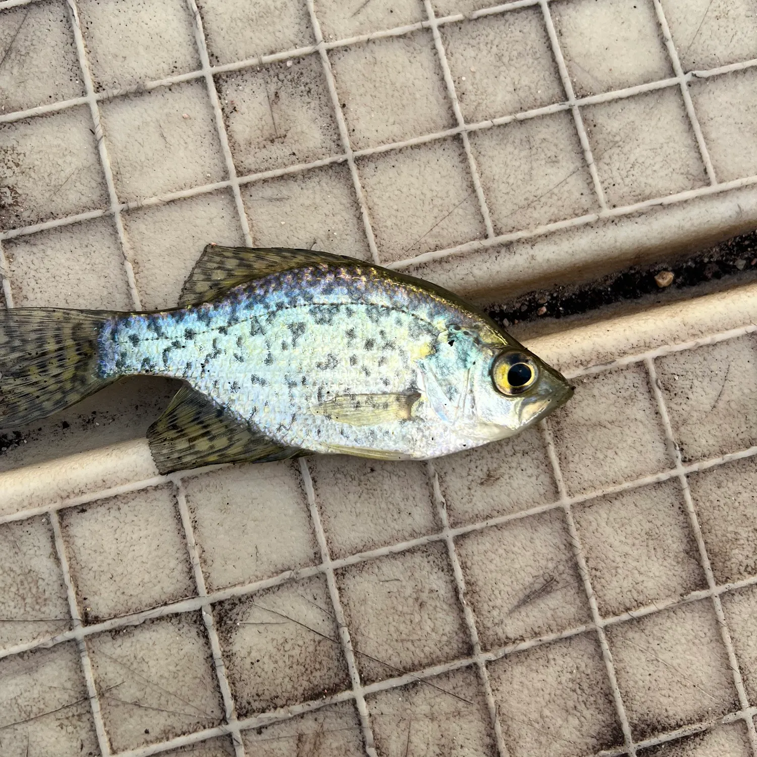 White crappie caught on Fishbrain