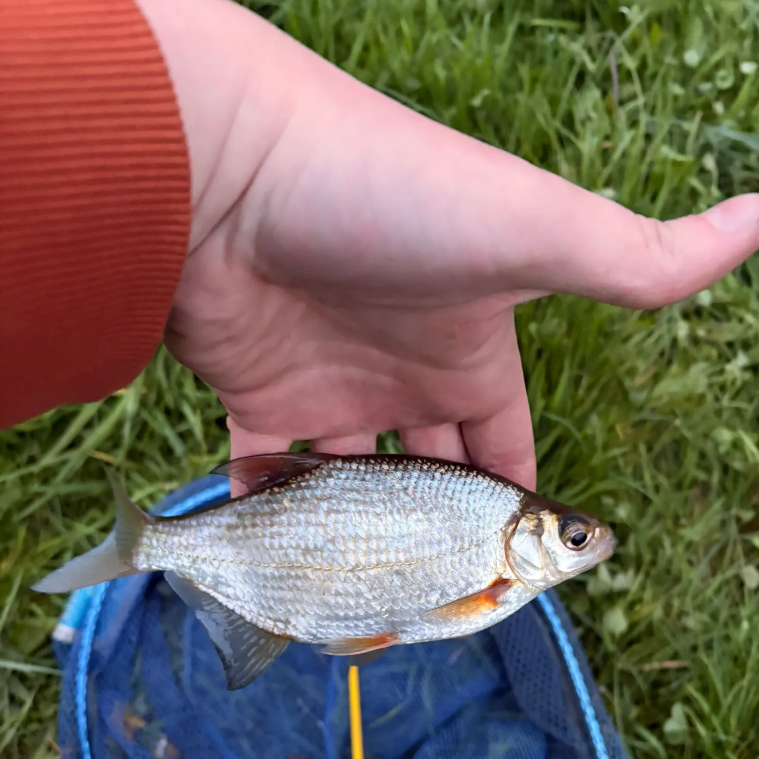 The most recent Common roach catches on Fishbrain