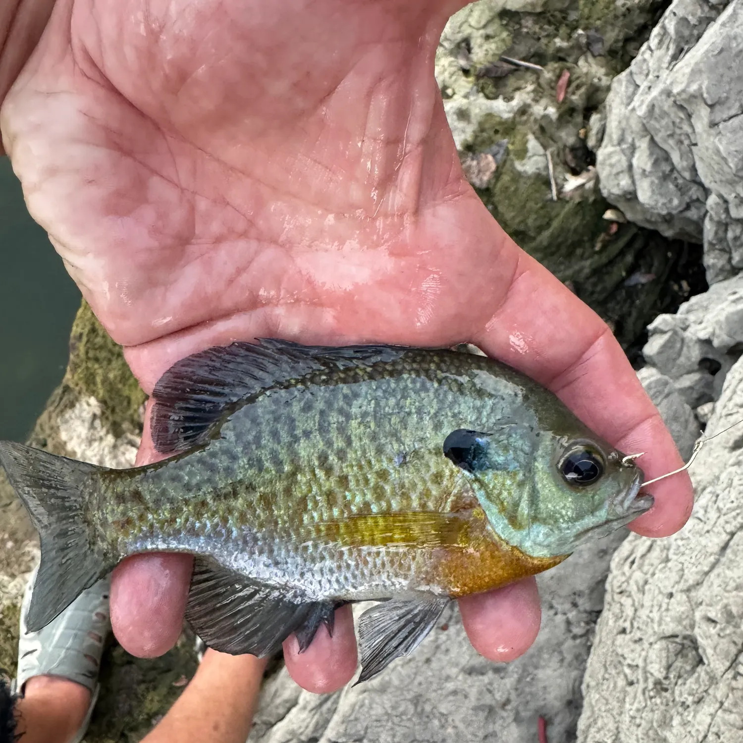 Bluegill caught on Fishbrain