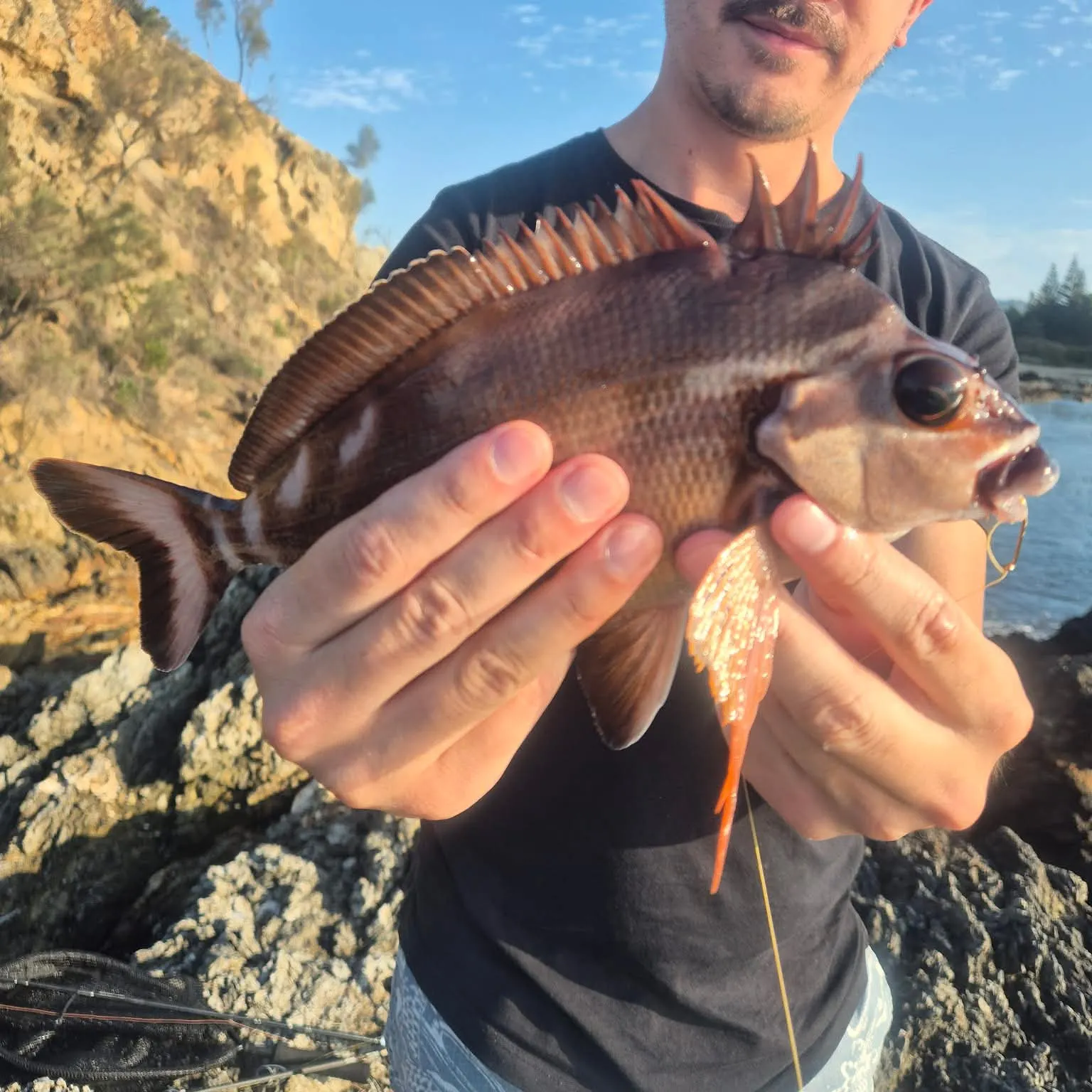 The most recent Red morwong catches on Fishbrain