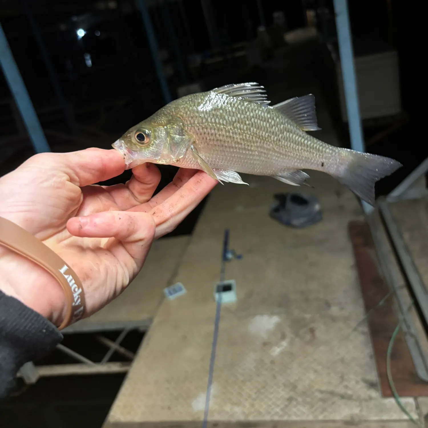 White perch caught on Fishbrain