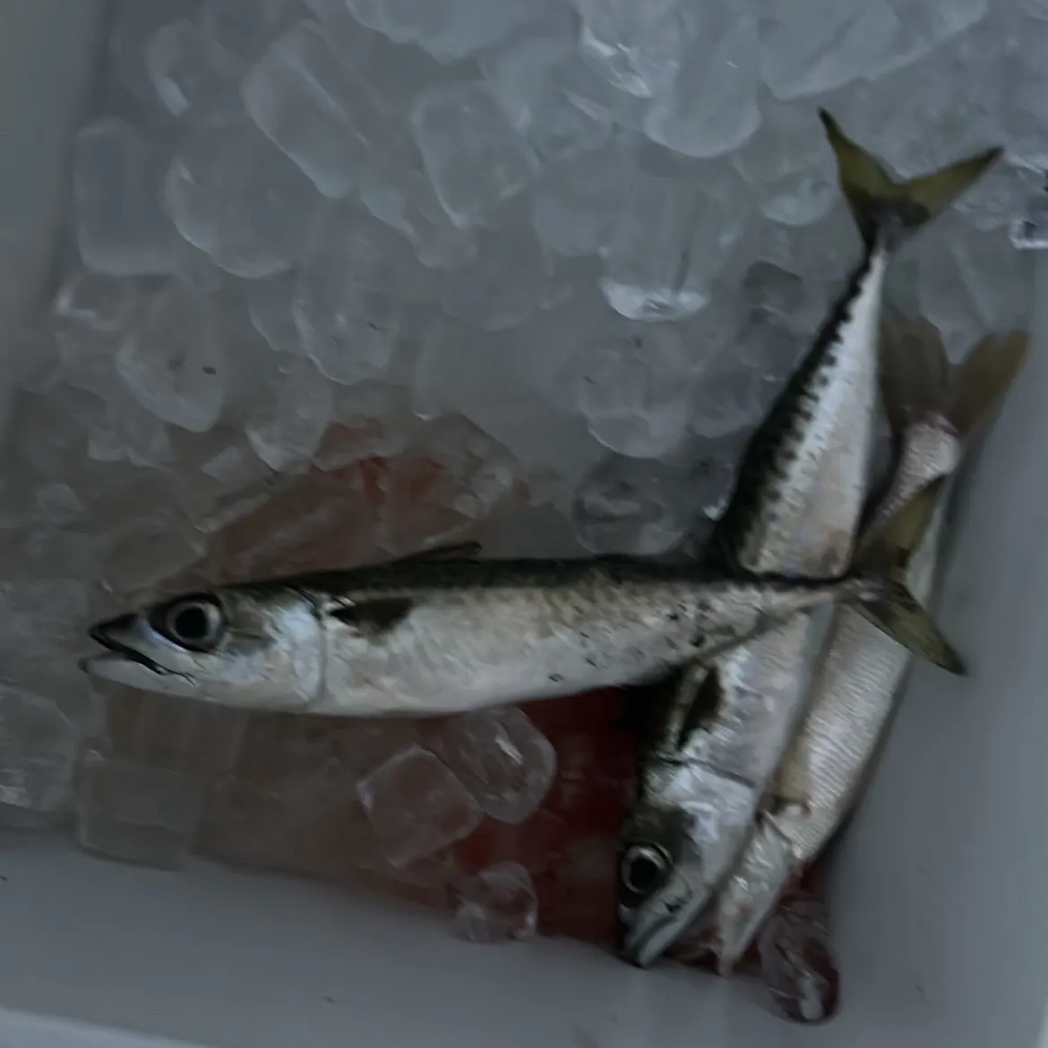 The most recent Pacific chub mackerel catches on Fishbrain