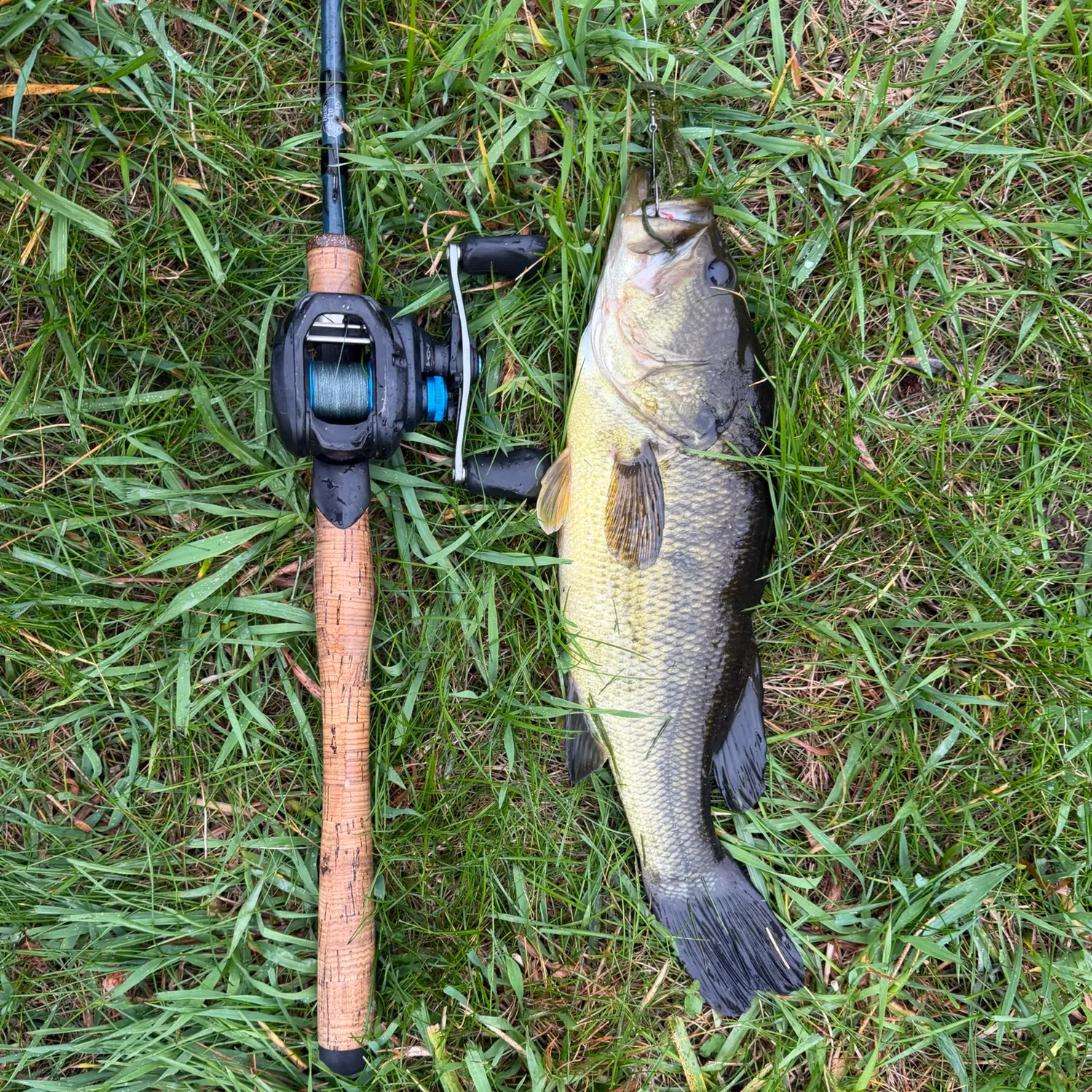 Largemouth bass caught on Fishbrain