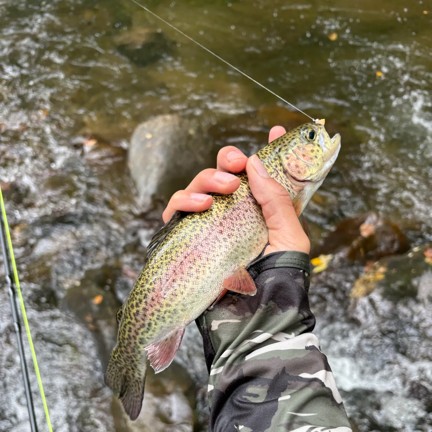 Rainbow trout caught on Fishbrain