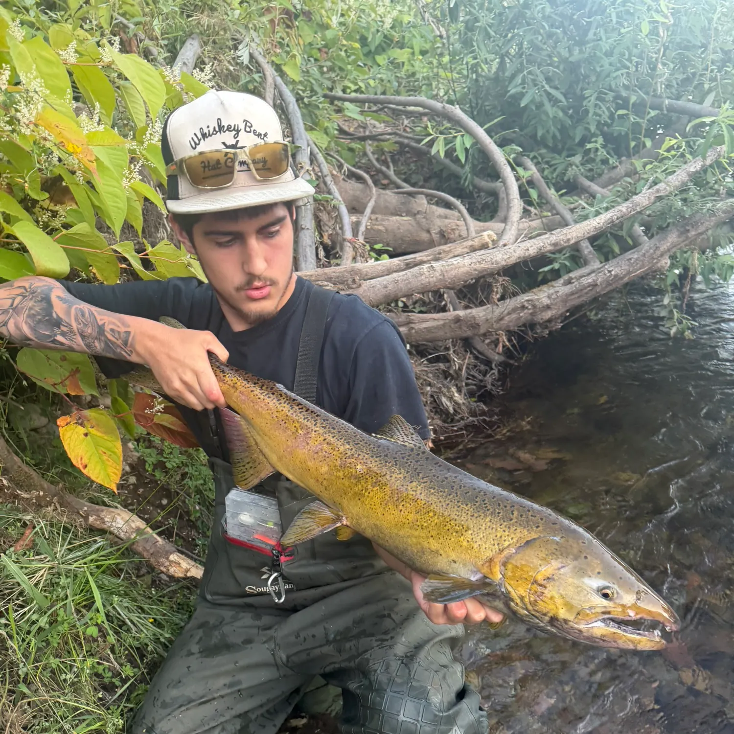 Chinook salmon caught on Fishbrain
