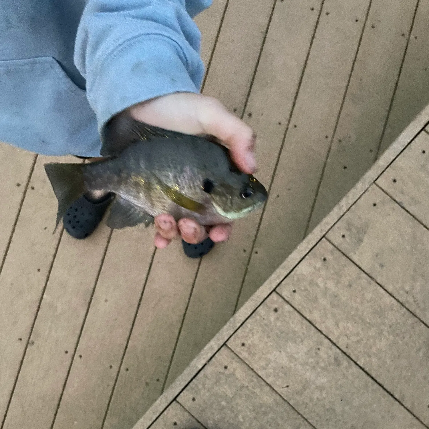 Bluegill caught on Fishbrain