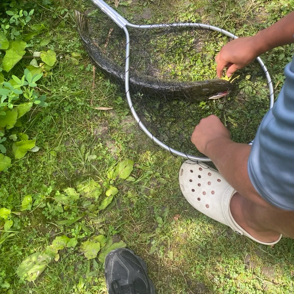 Northern pike caught on Fishbrain