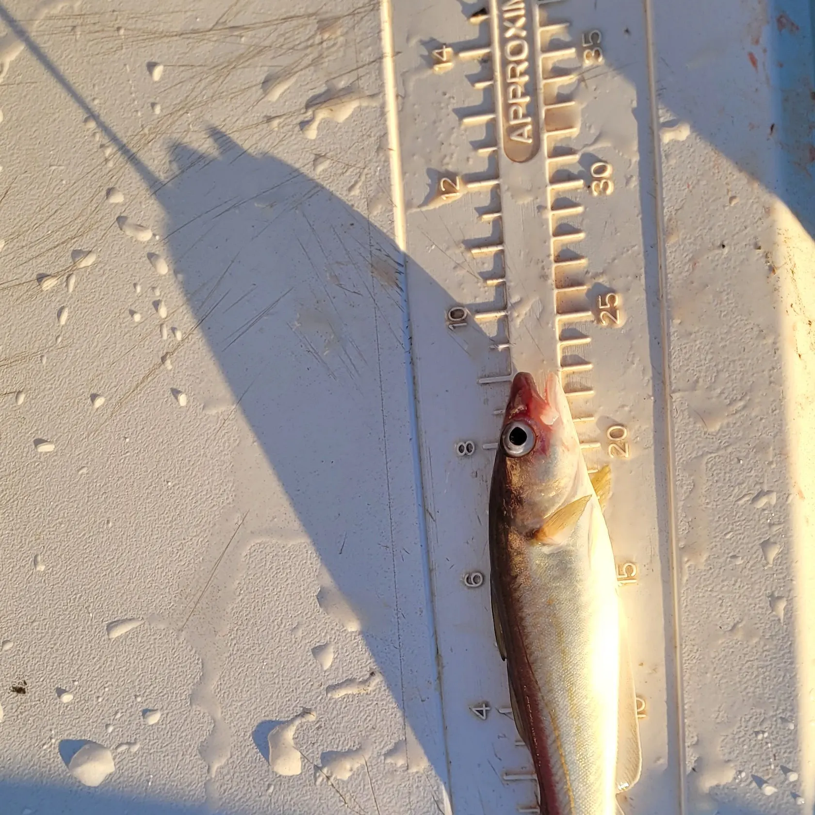 The most recent Poor cod catches on Fishbrain