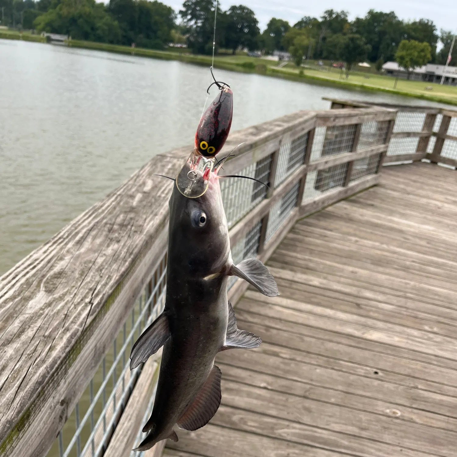 Channel catfish caught on Fishbrain