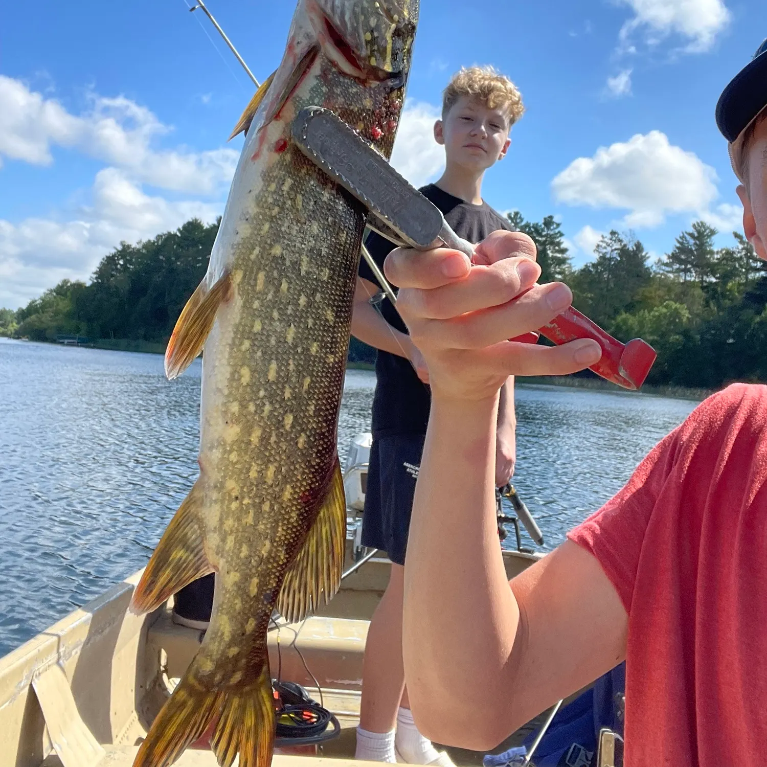 Northern pike caught on Fishbrain