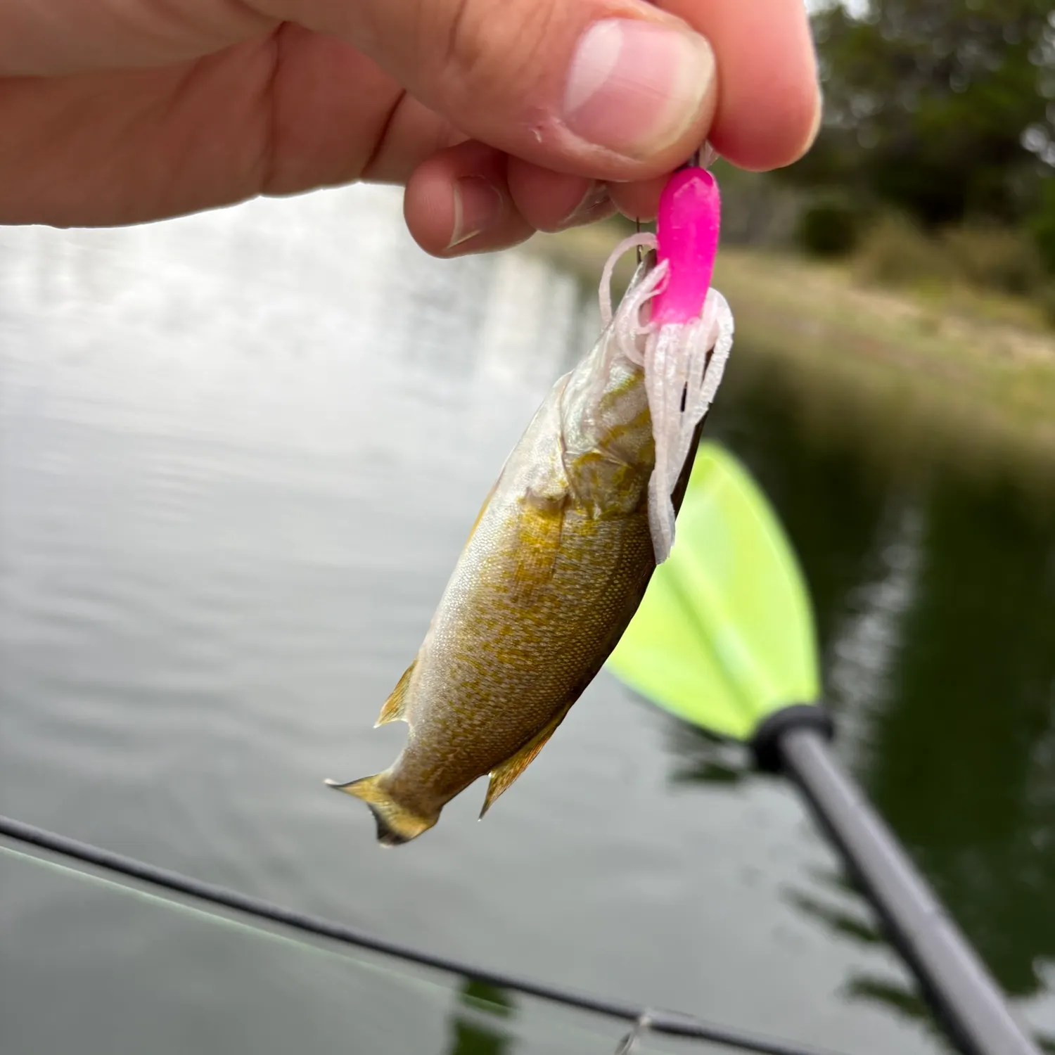 Smallmouth bass caught on Fishbrain
