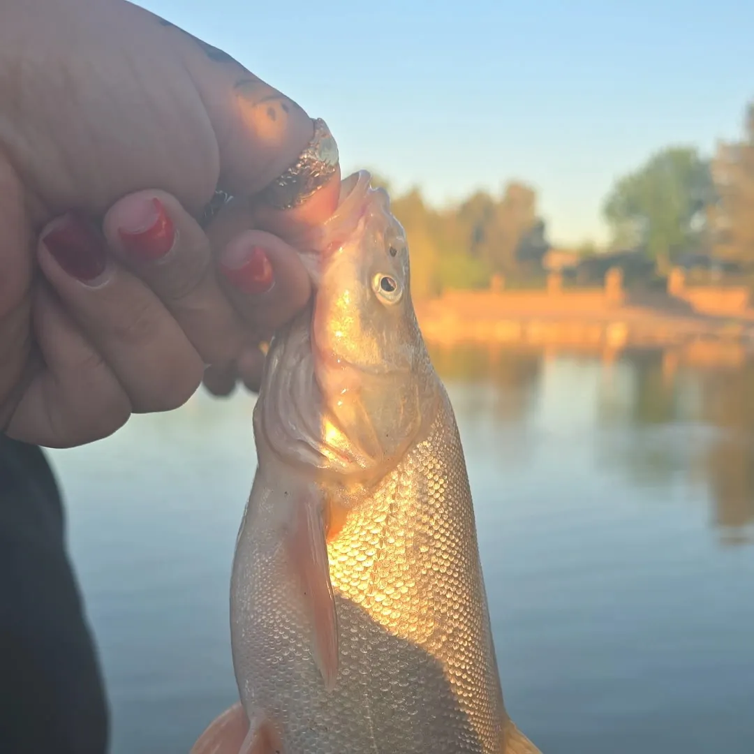 most liked catch image