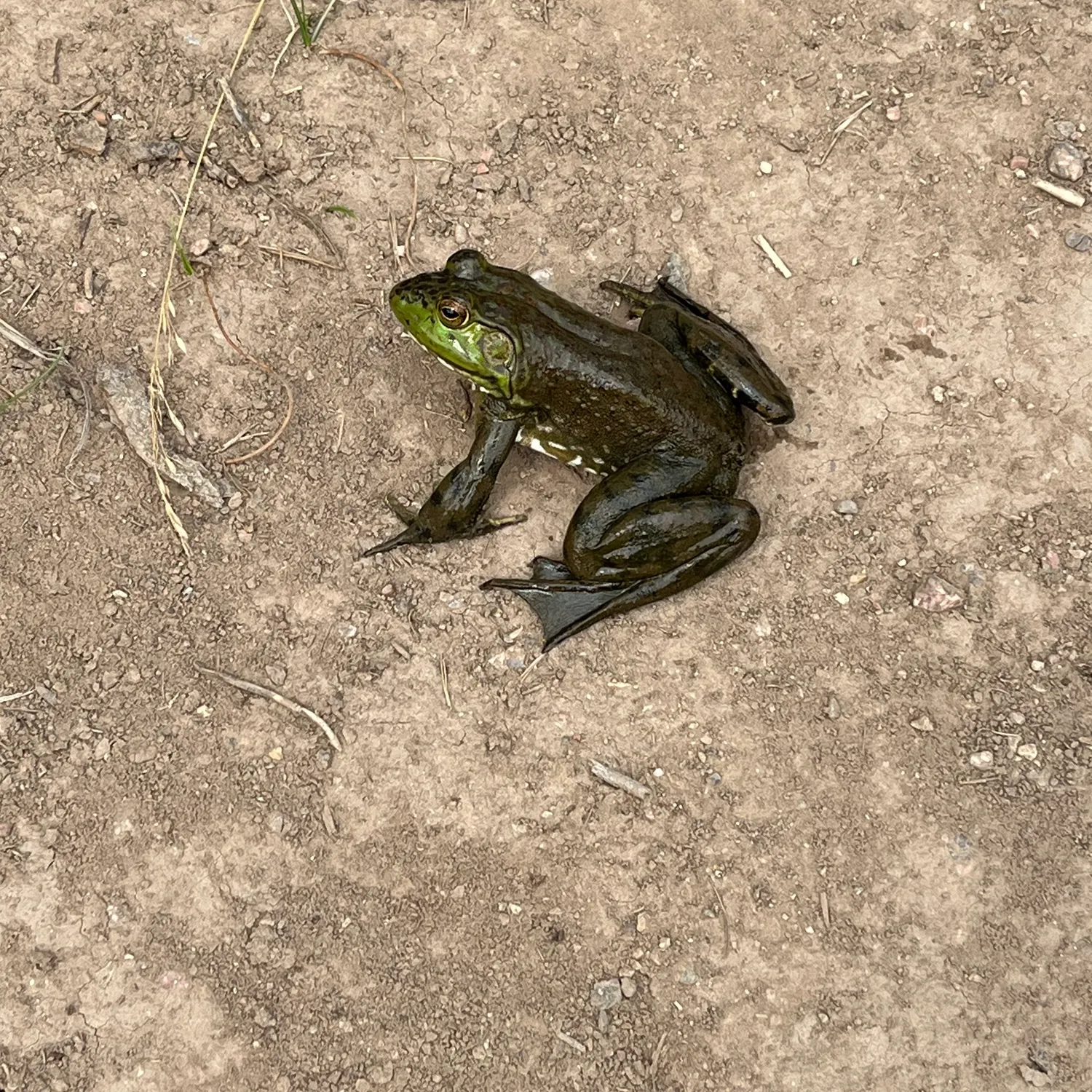 American bullfrog caught on Fishbrain