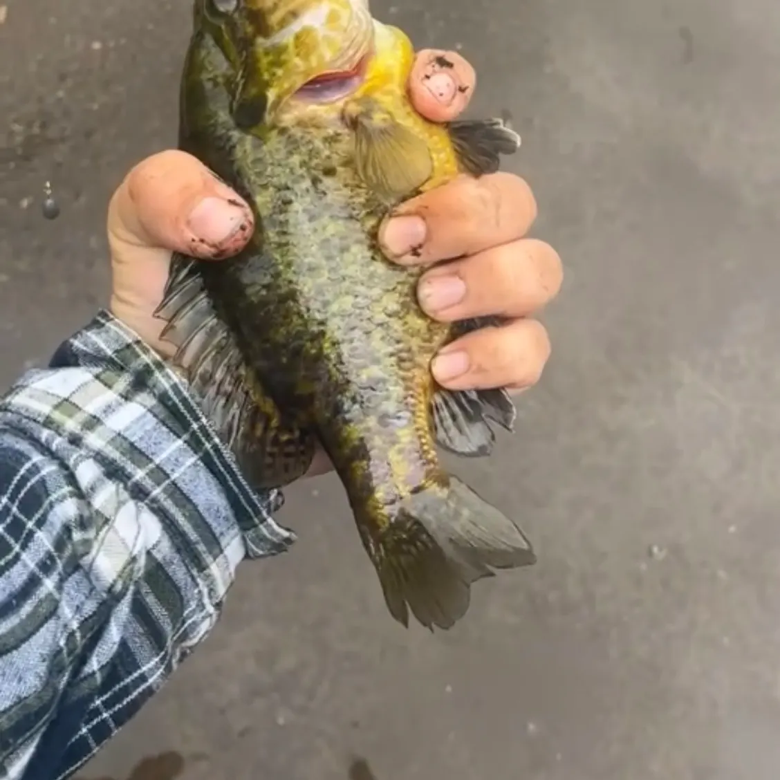 The most recent Warmouth x redear sunfish catches on Fishbrain