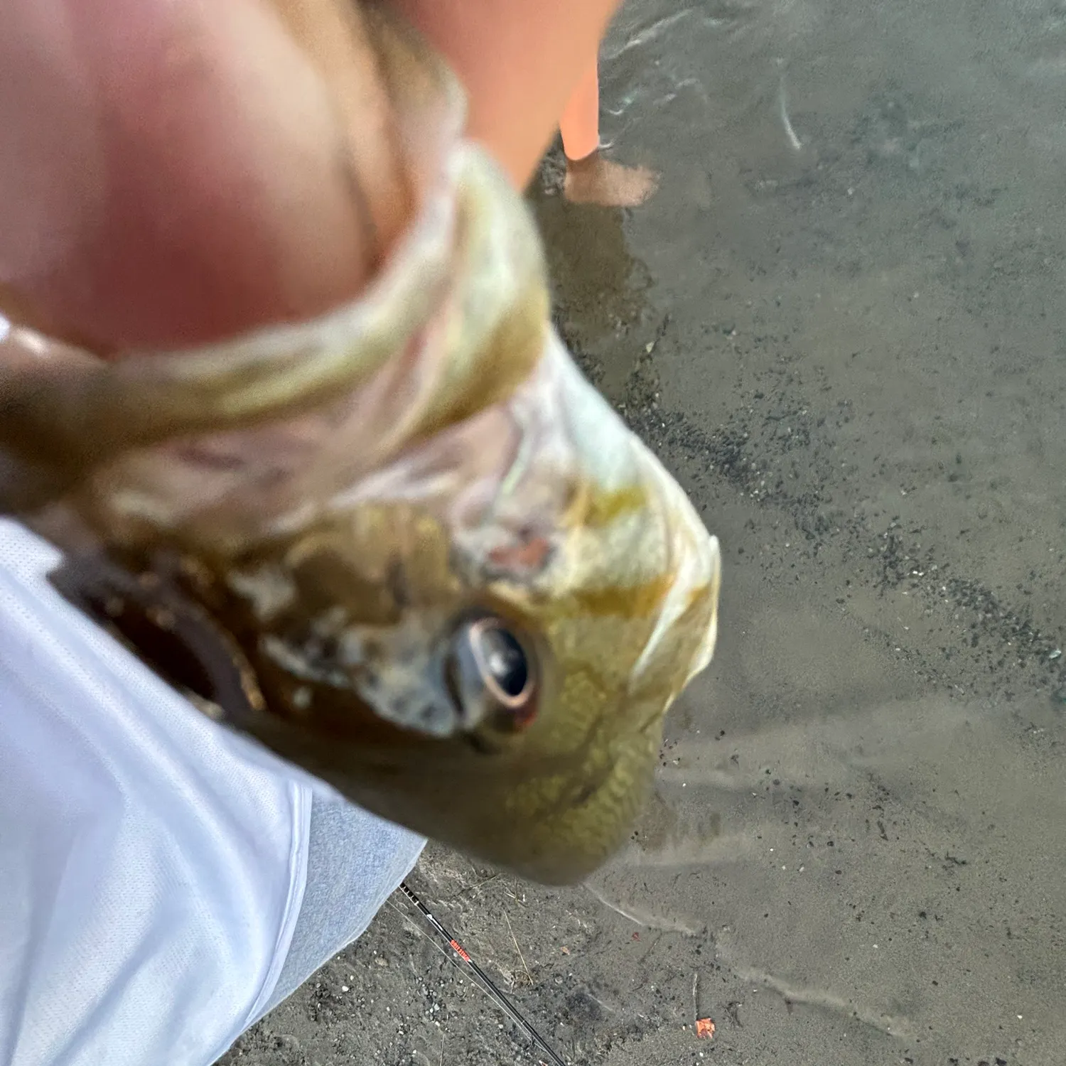 Smallmouth bass caught on Fishbrain