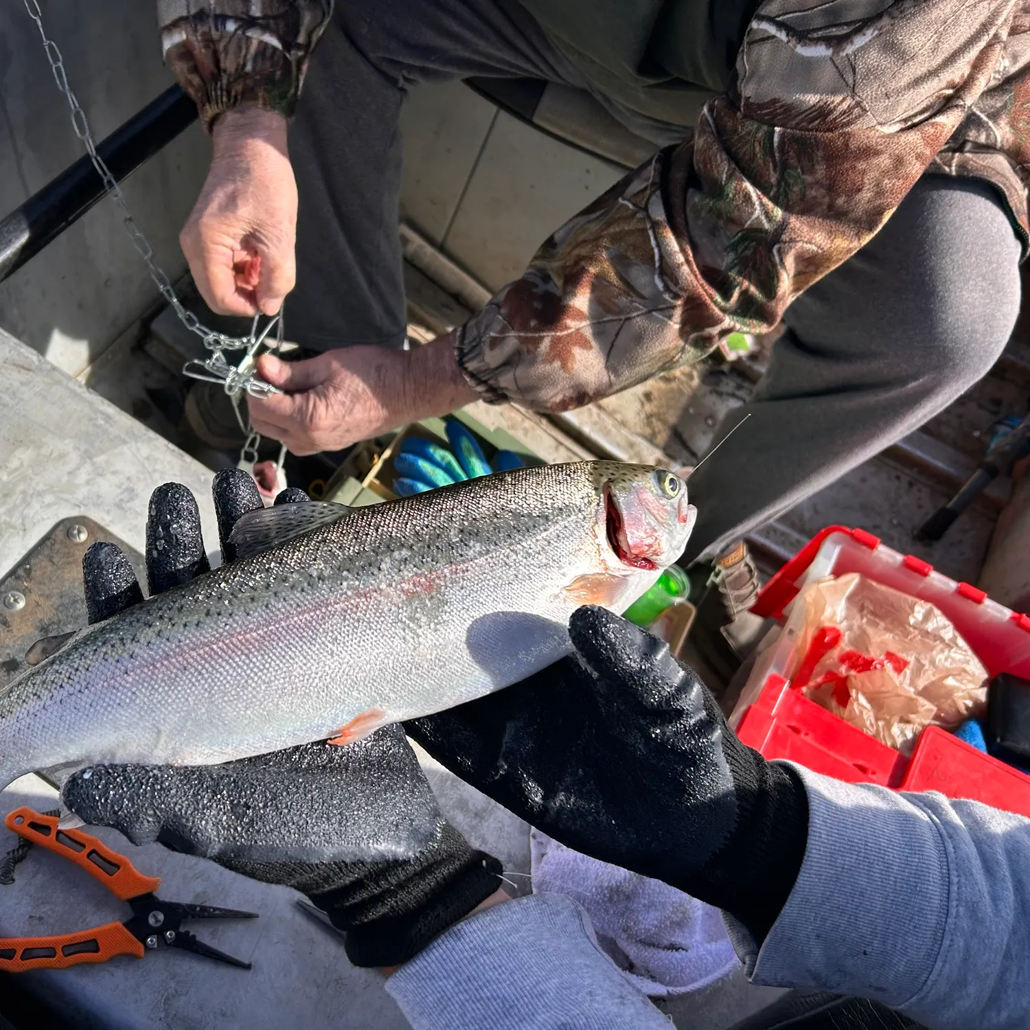 Rainbow trout caught on Fishbrain