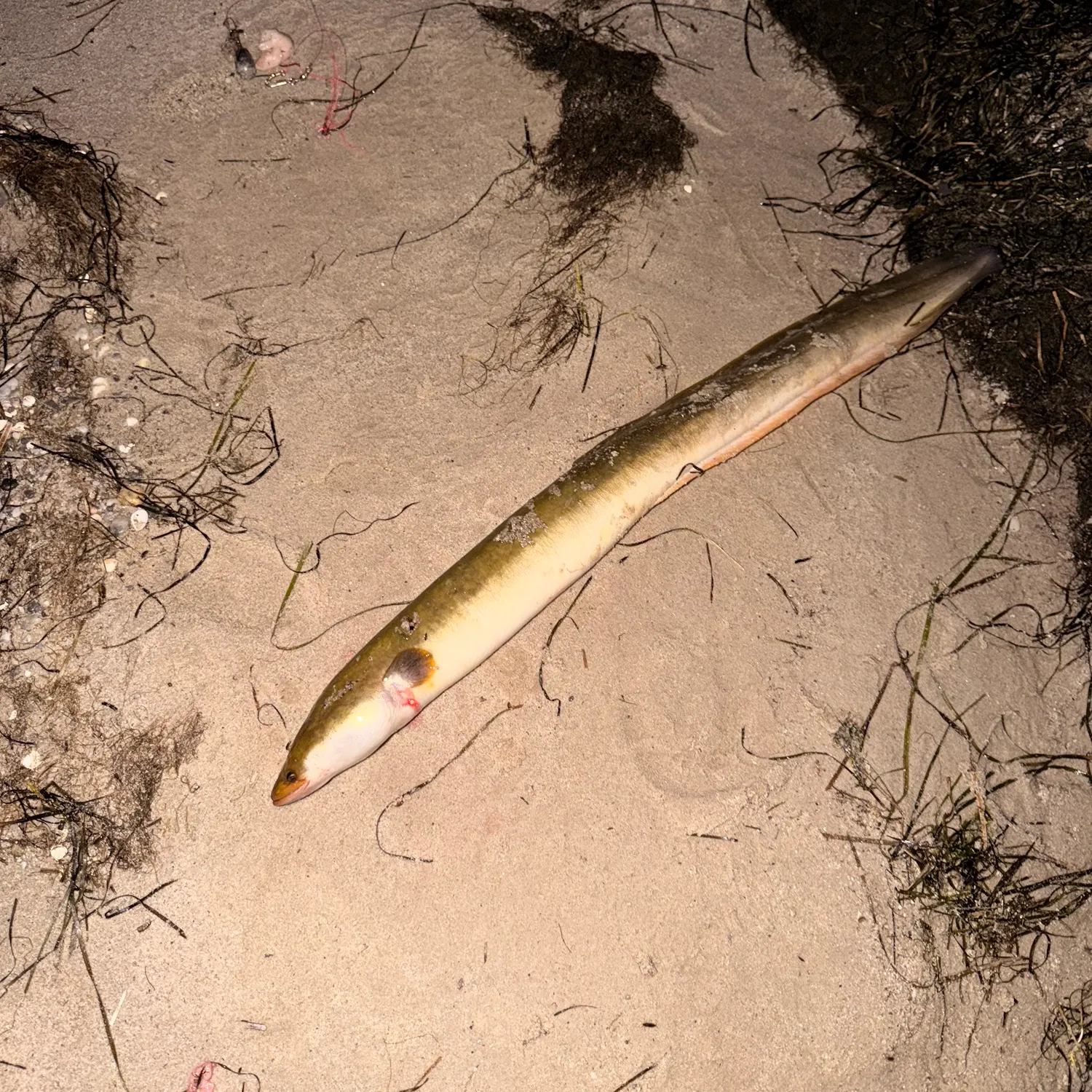 The most recent Shortfin eel catches on Fishbrain