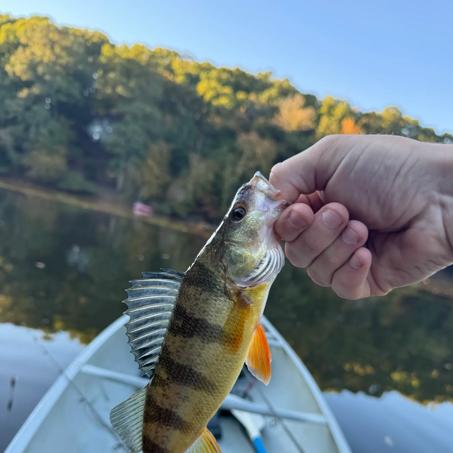 Yellow perch caught on Fishbrain