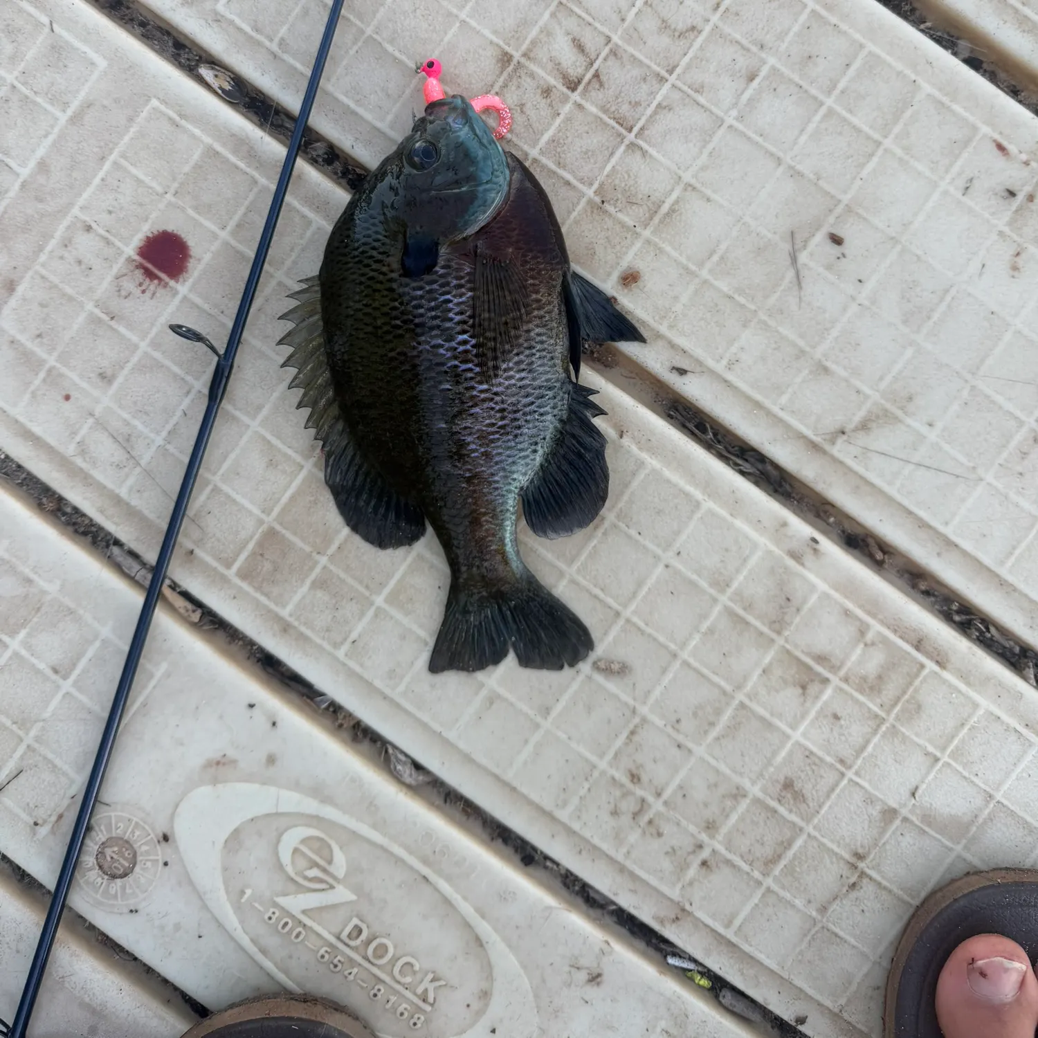 recently logged catches