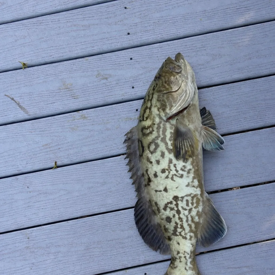 The most recent Gag grouper catches on Fishbrain