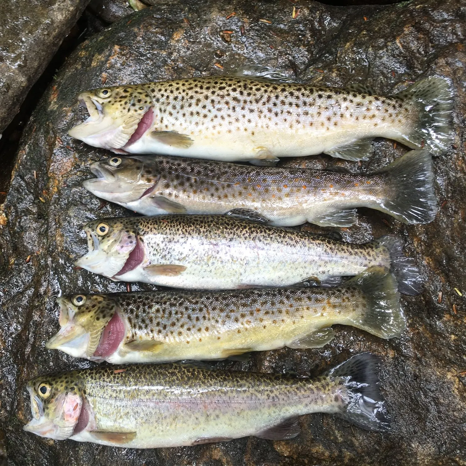 recently logged catches