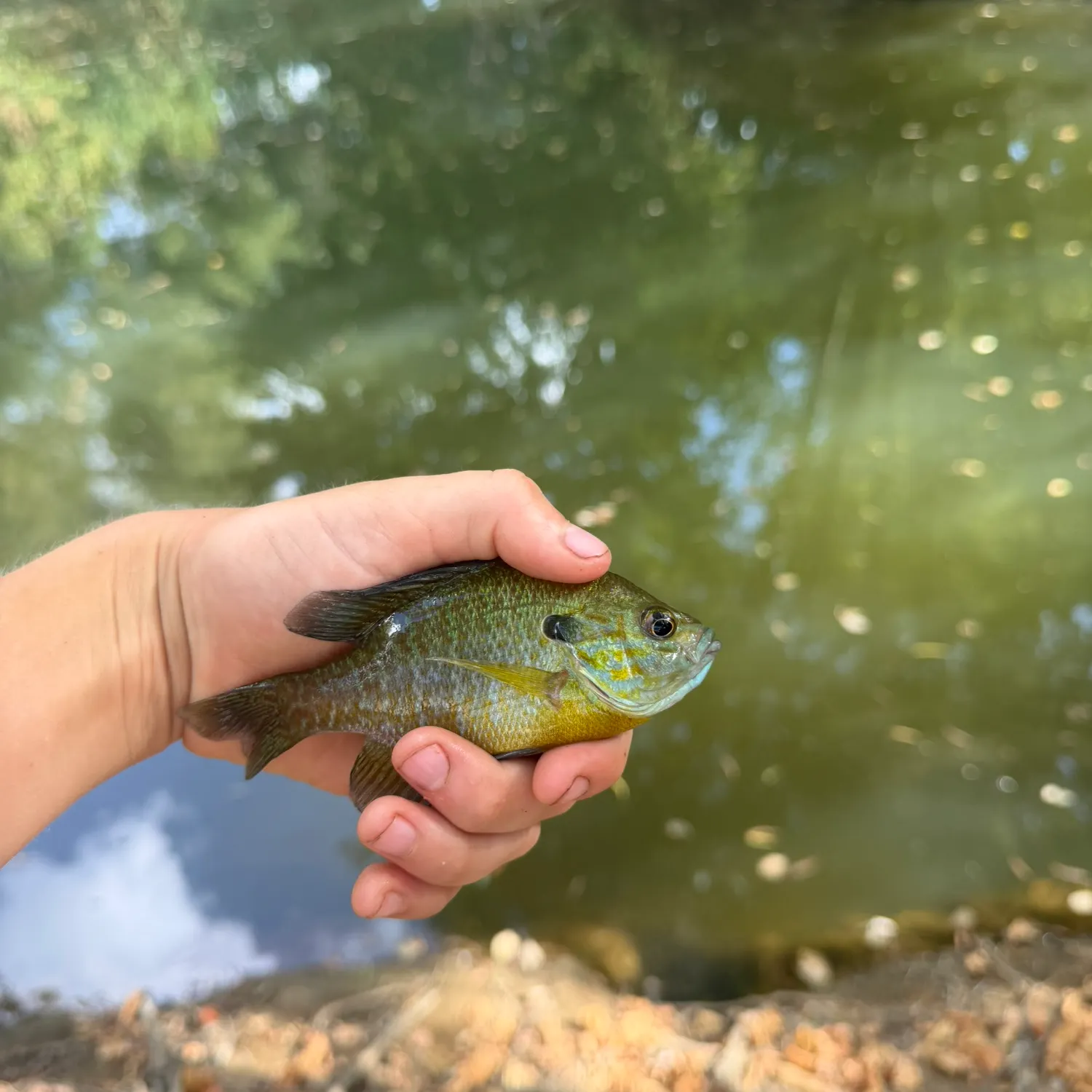 Fish caught on Fishbrain