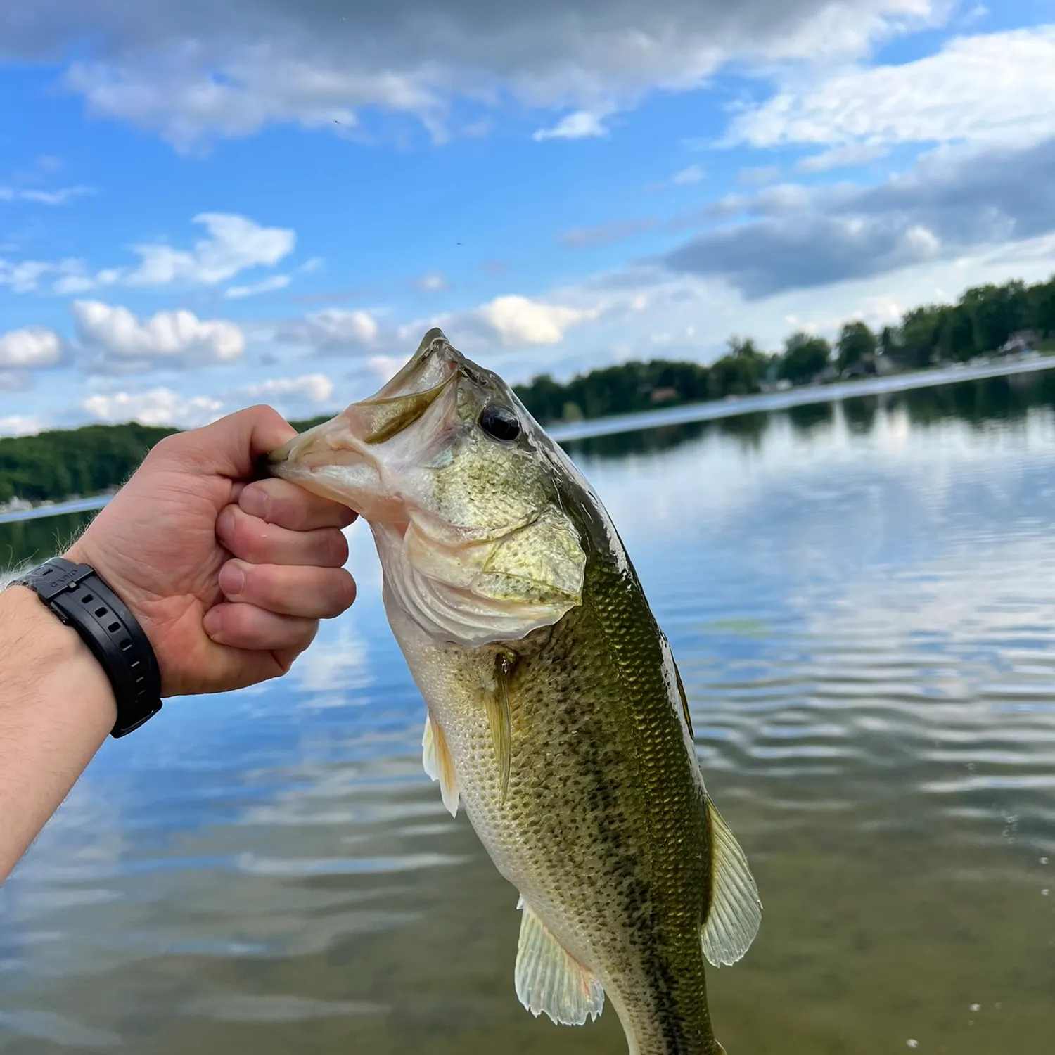 Largemouth bass caught on Fishbrain