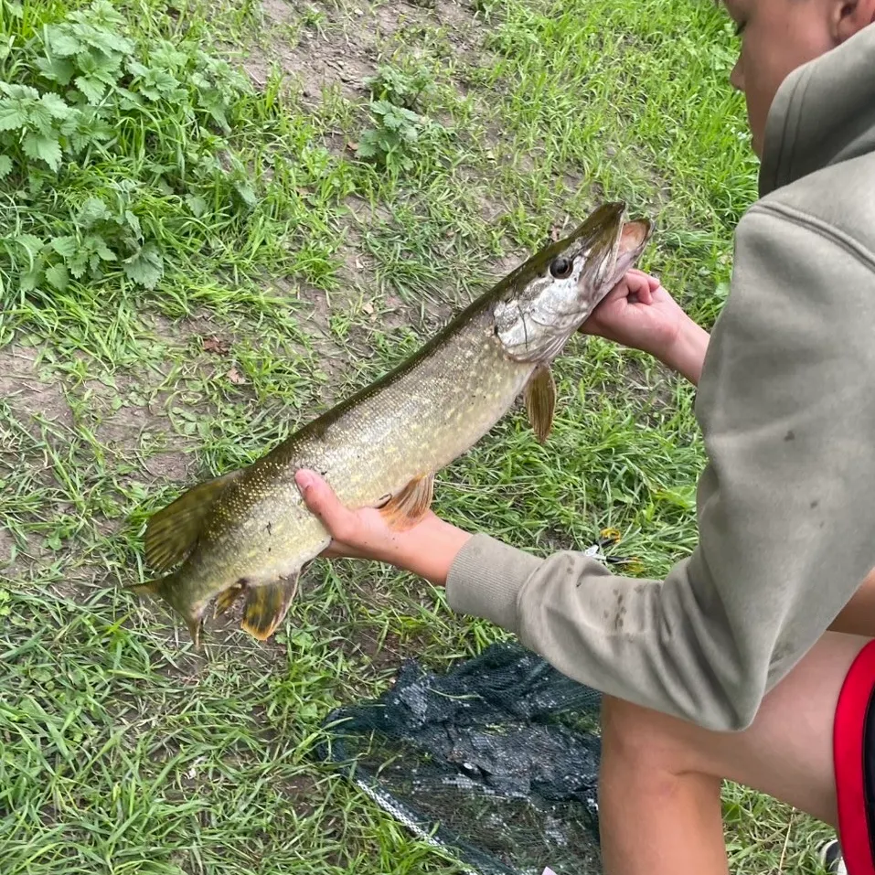 Northern pike caught on Fishbrain