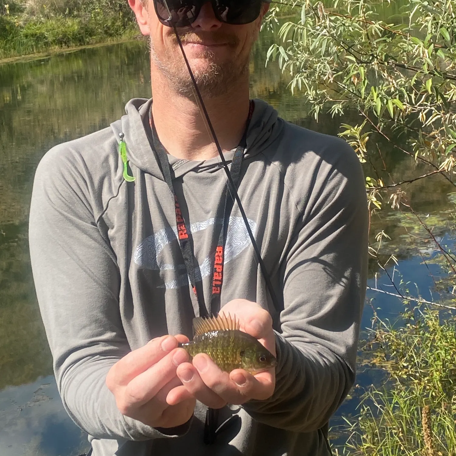 Bluegill caught on Fishbrain