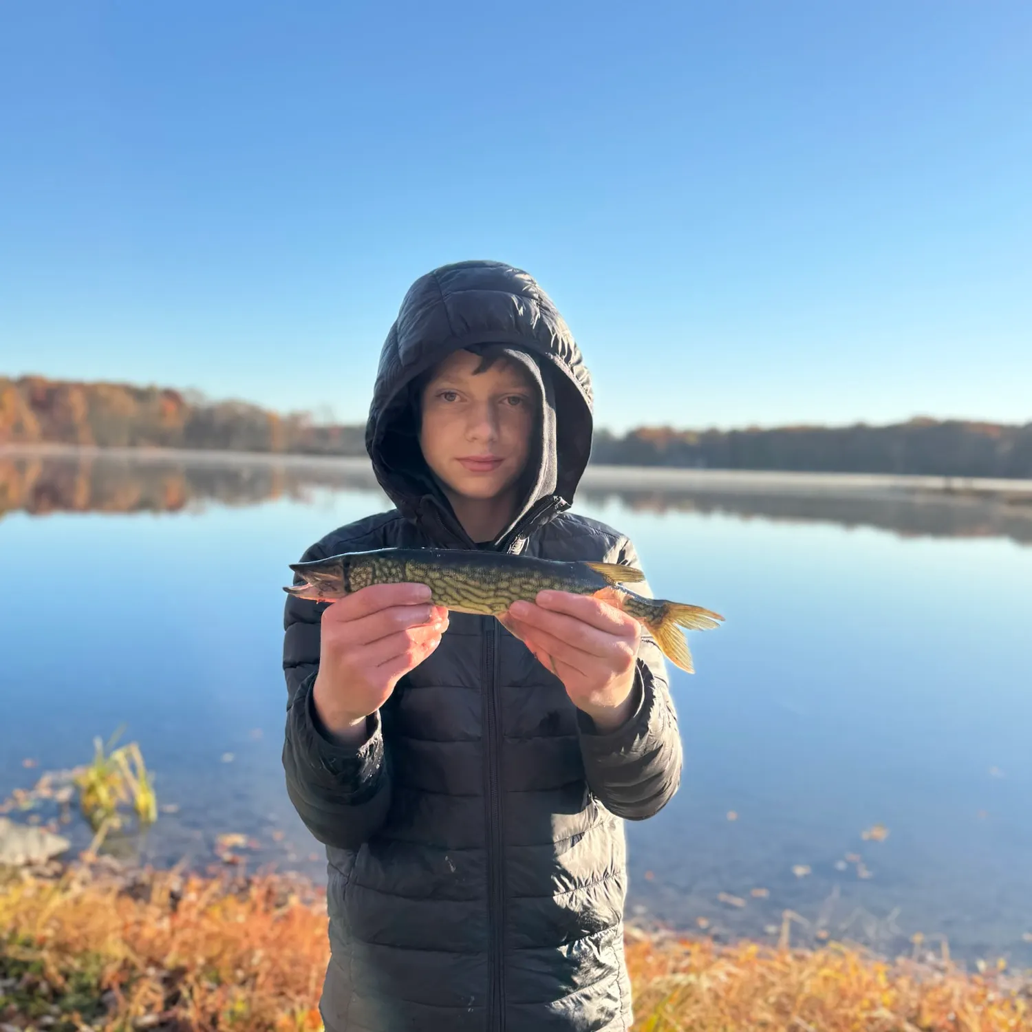 Chain pickerel caught on Fishbrain