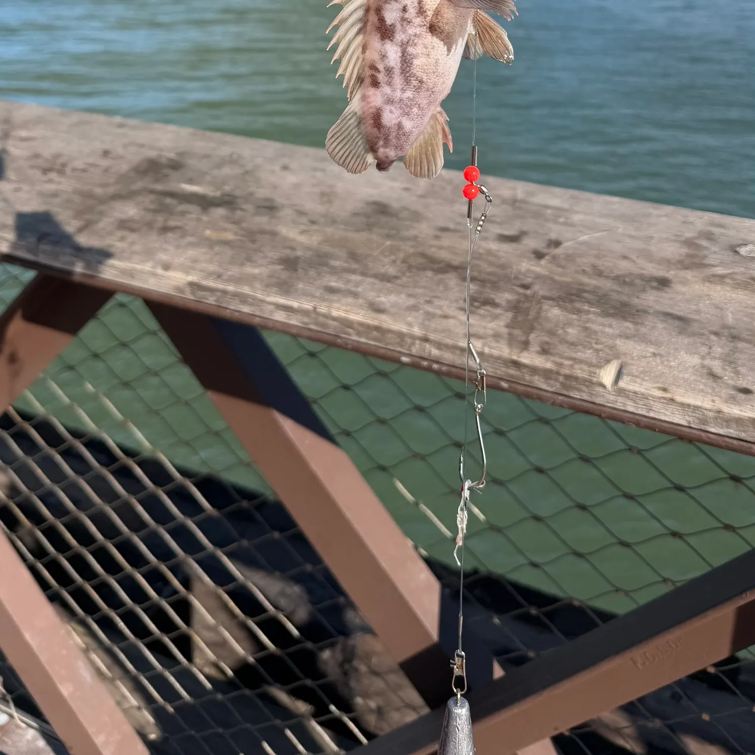 The most recent Copper rockfish catches on Fishbrain