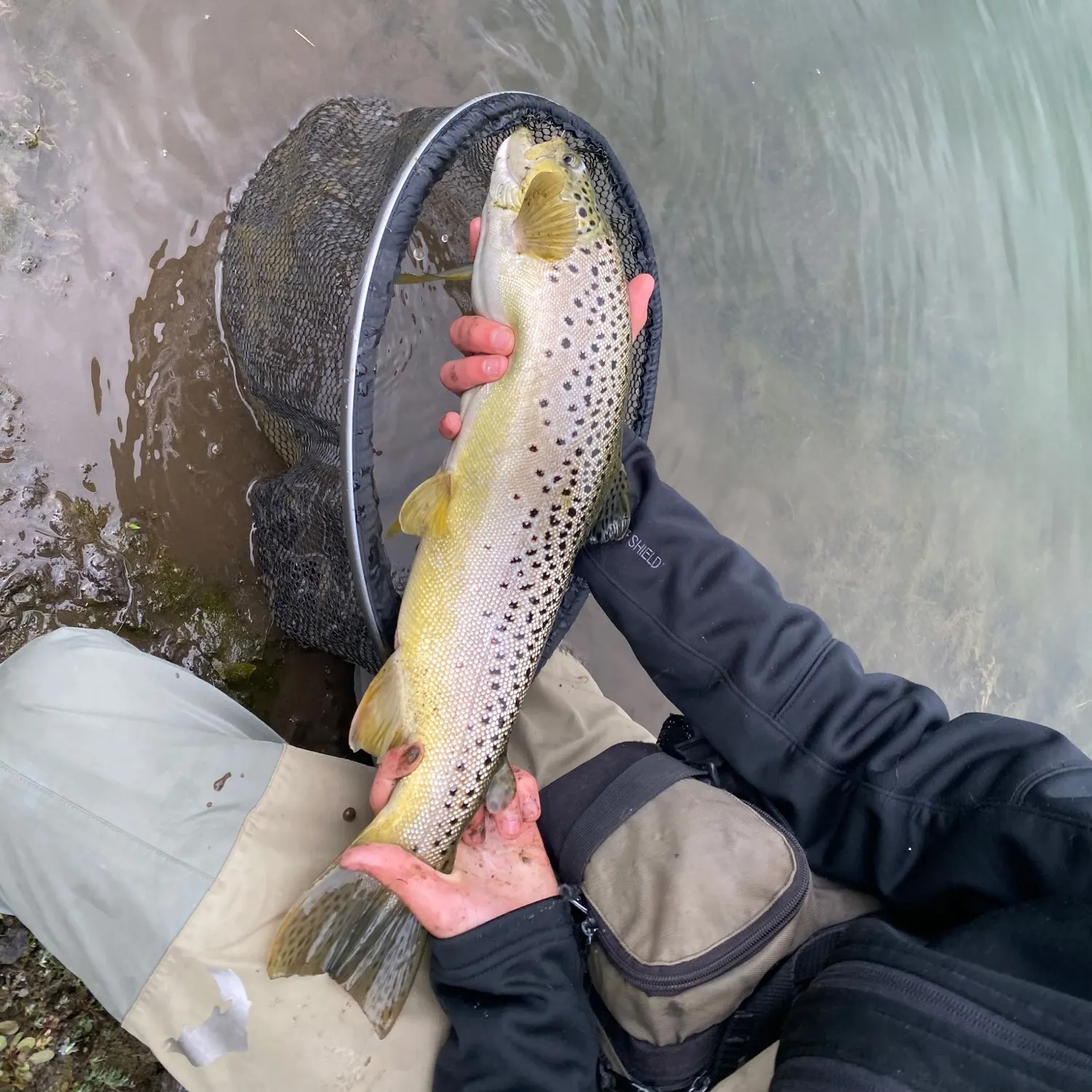 Brown trout caught on Fishbrain