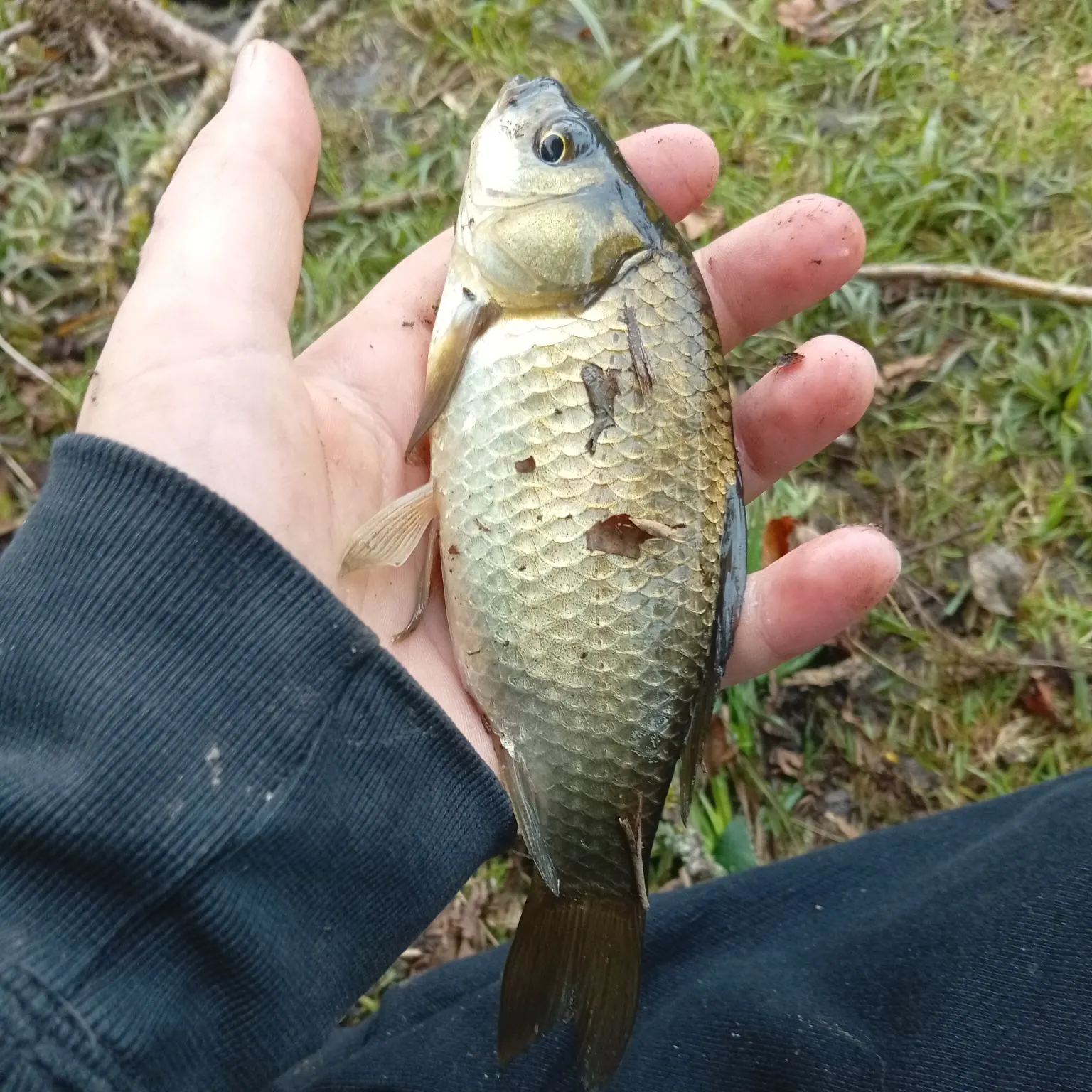 The most recent Crucian carp catches on Fishbrain
