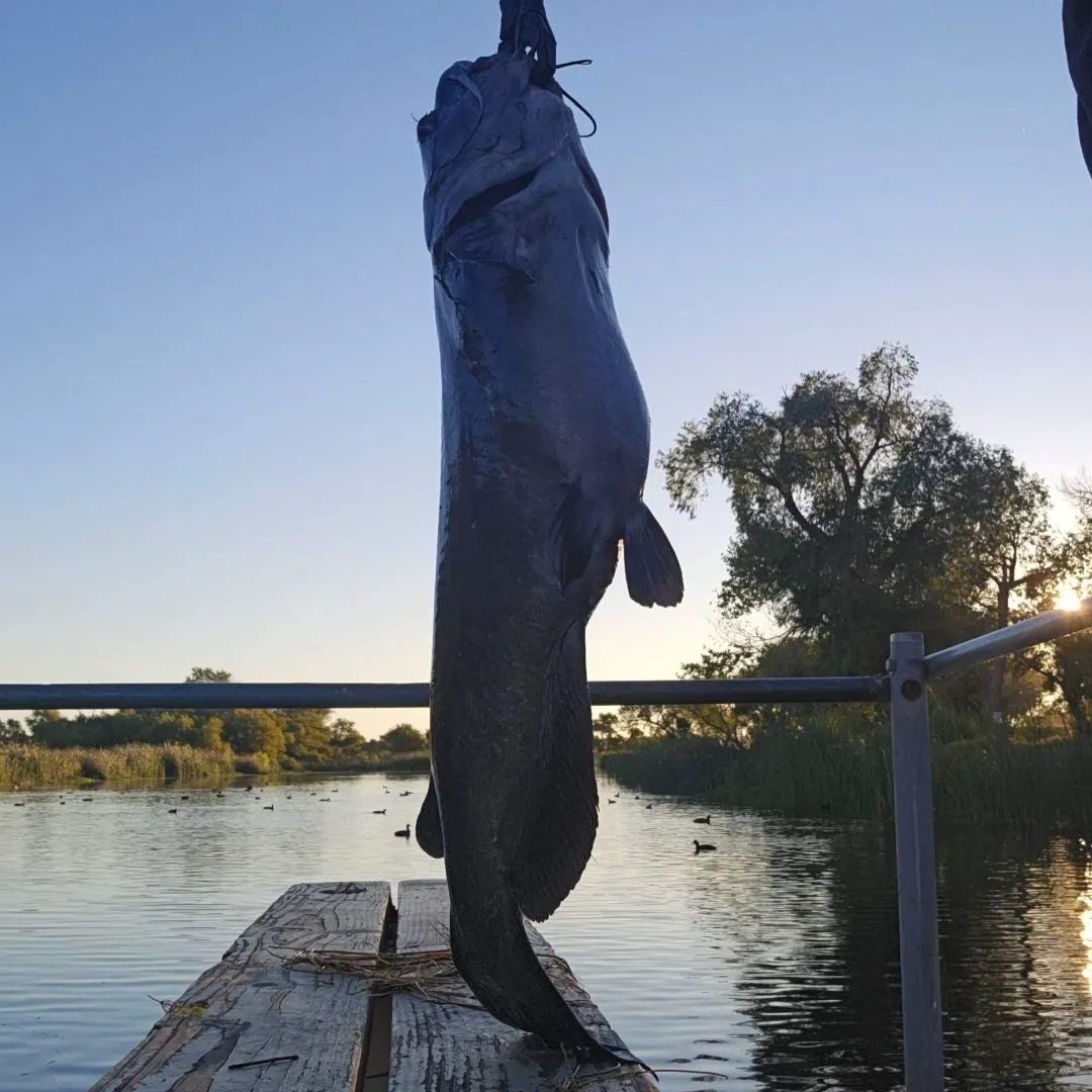 Channel catfish caught on Fishbrain