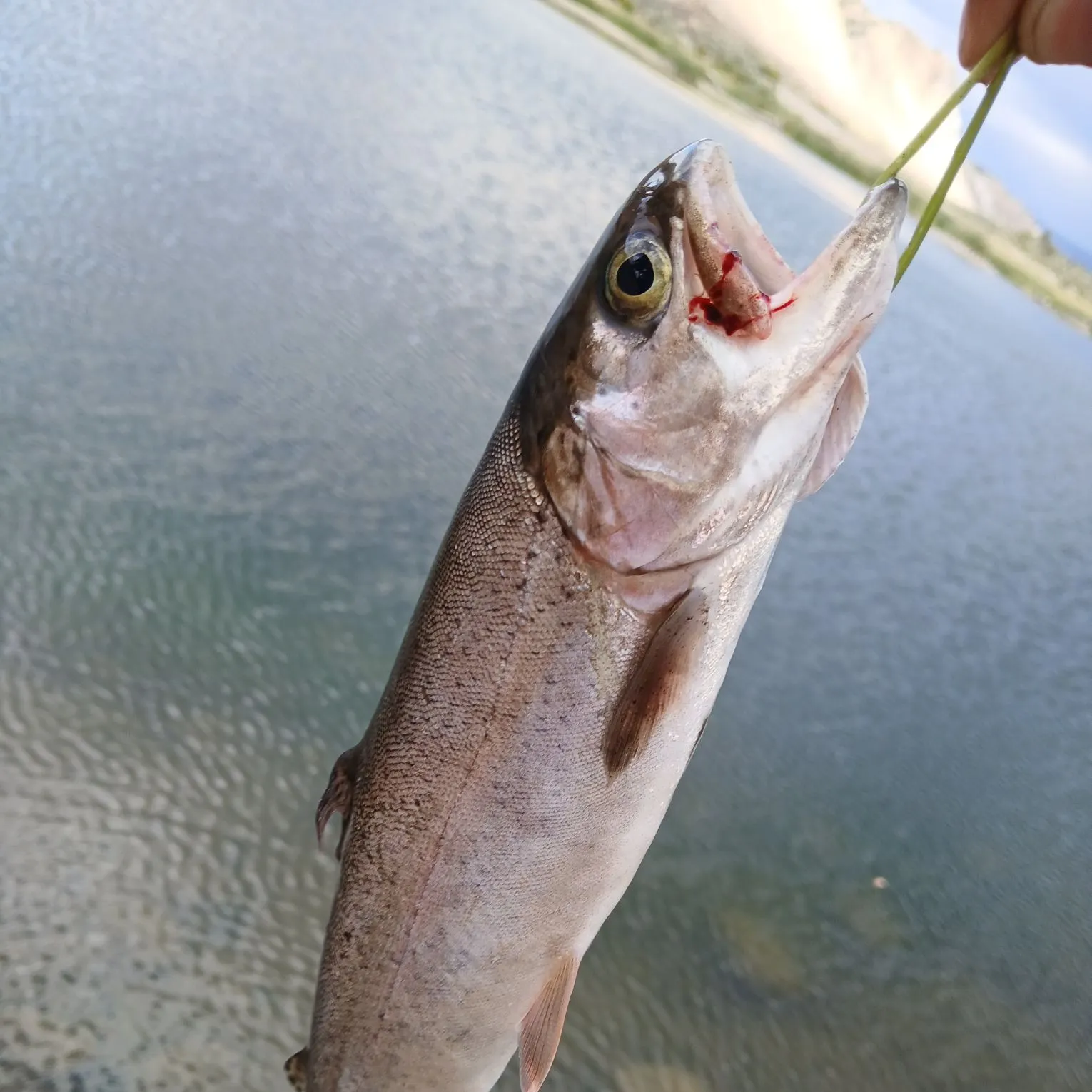 Rainbow trout caught on Fishbrain