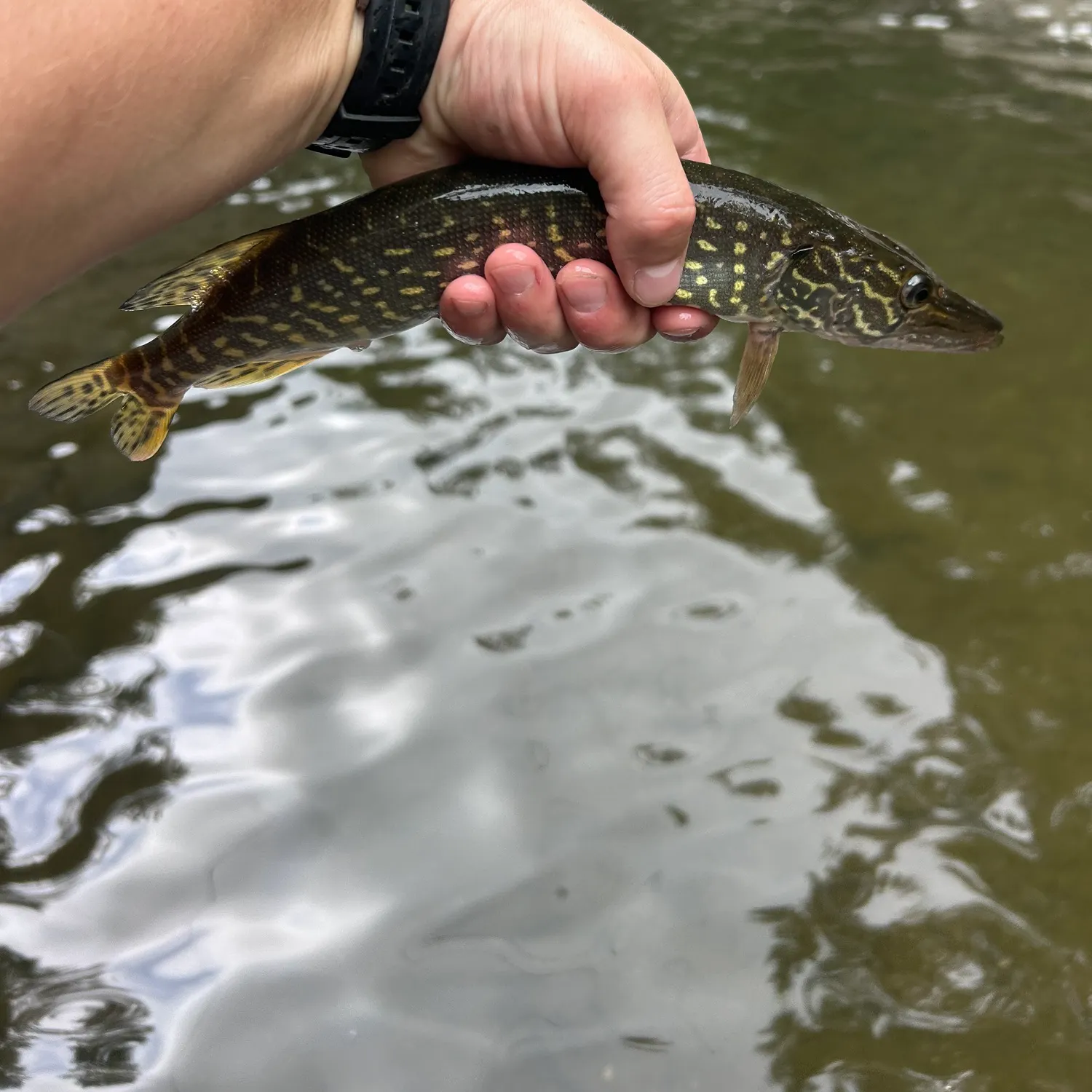 Northern pike caught on Fishbrain