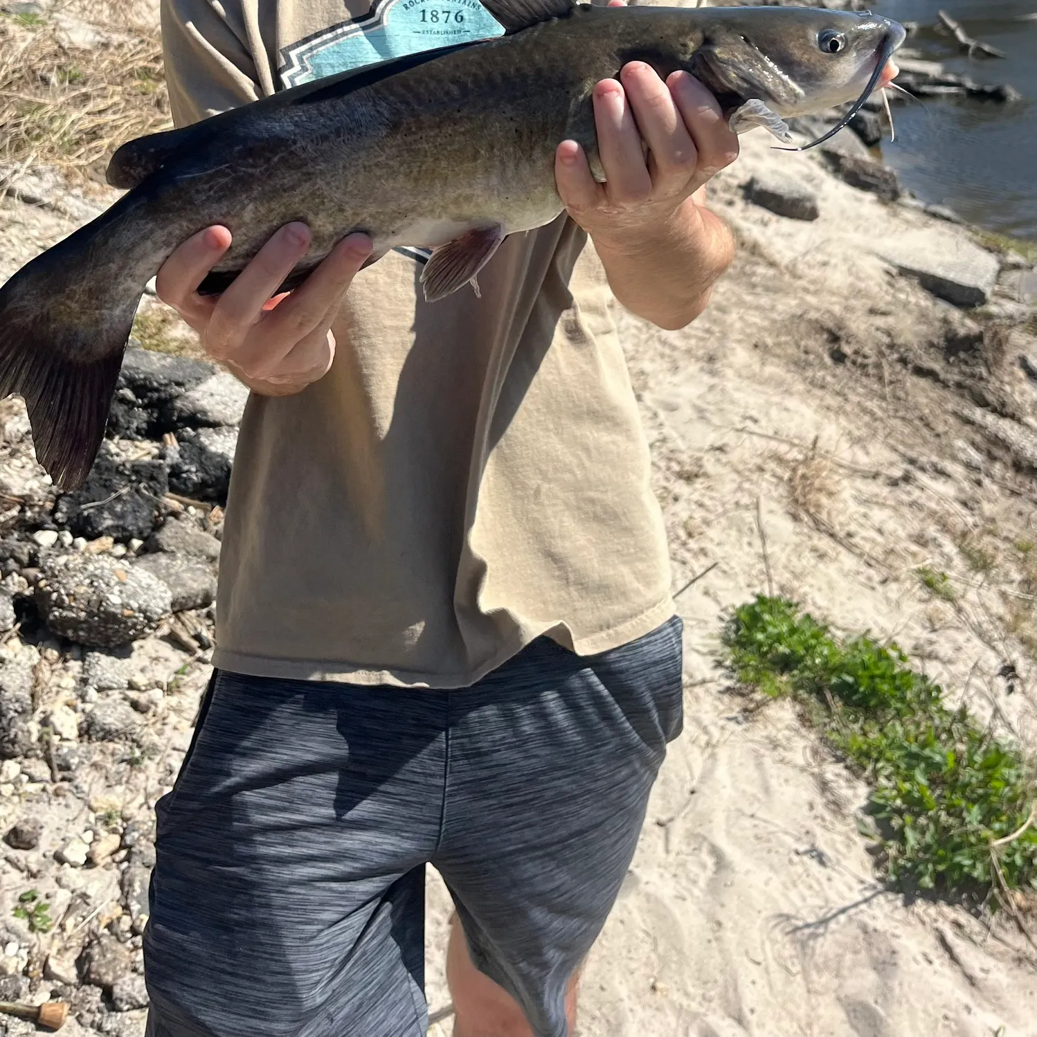 Channel catfish caught on Fishbrain
