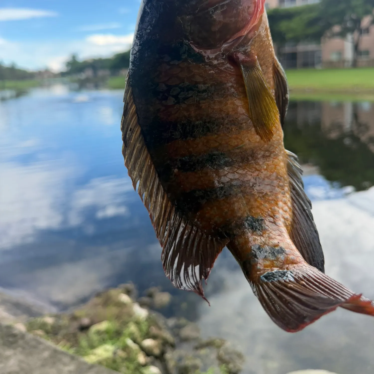 Mayan cichlid caught on Fishbrain